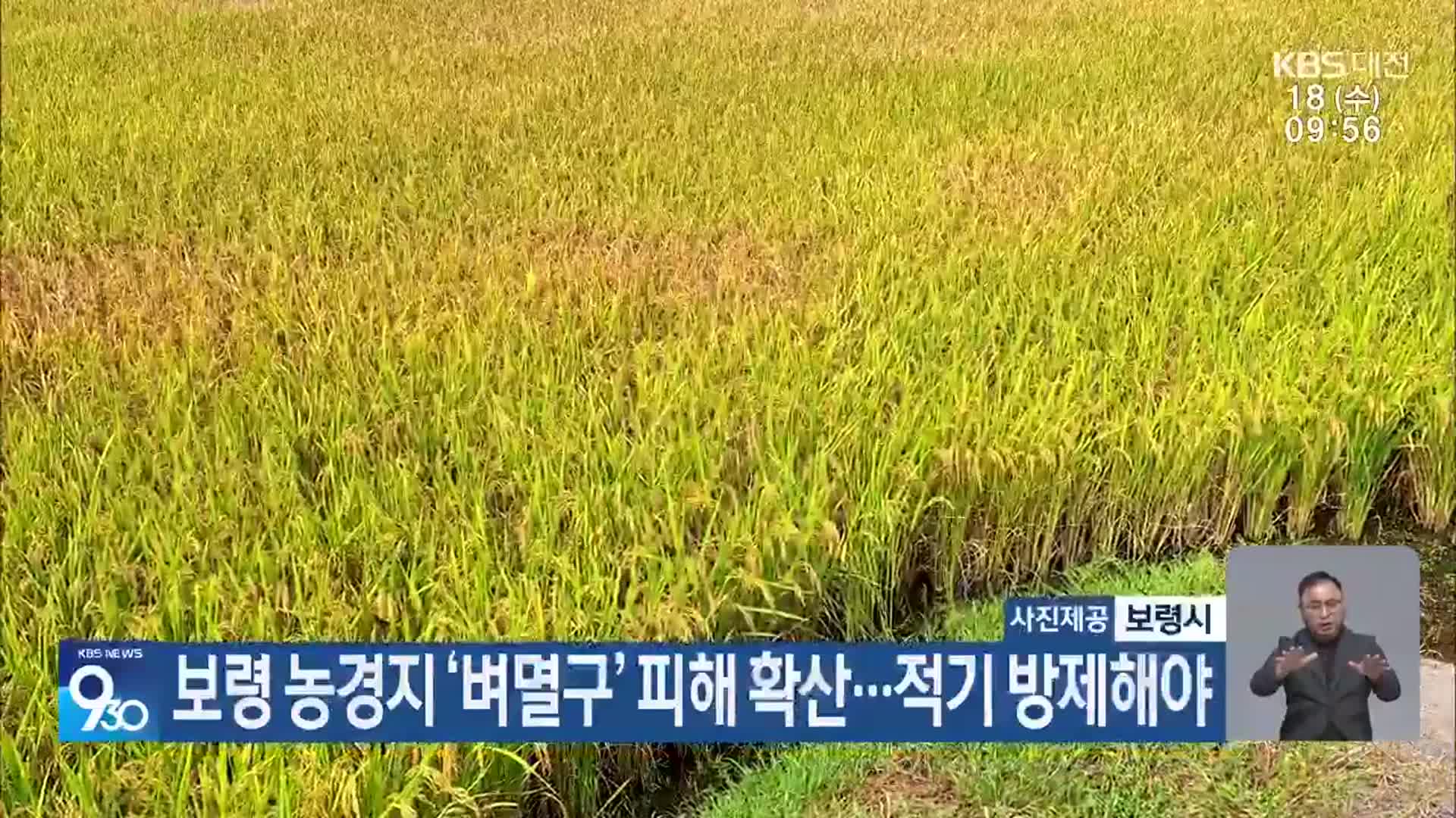 보령 농경지 ‘벼멸구’ 피해 확산…적기 방제해야