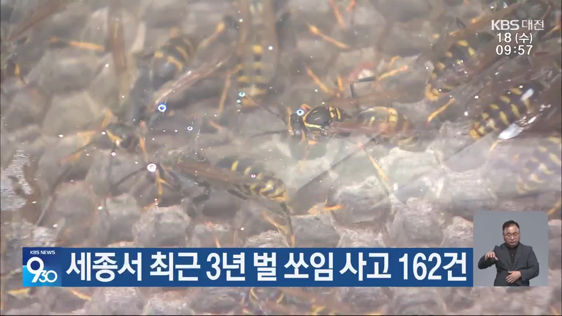 세종서 최근 3년 벌 쏘임 사고 162건