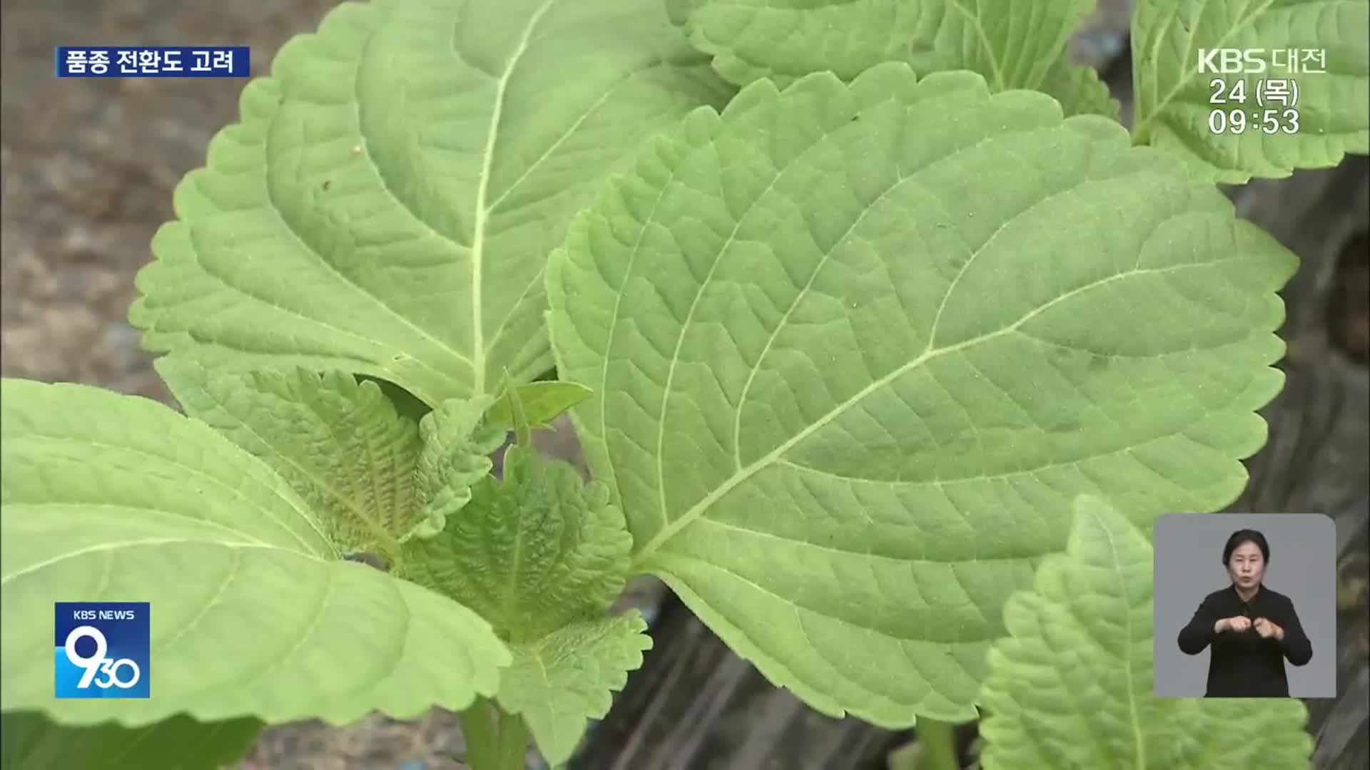 ‘금깻잎’에도 금산 농민은 한숨…왜?