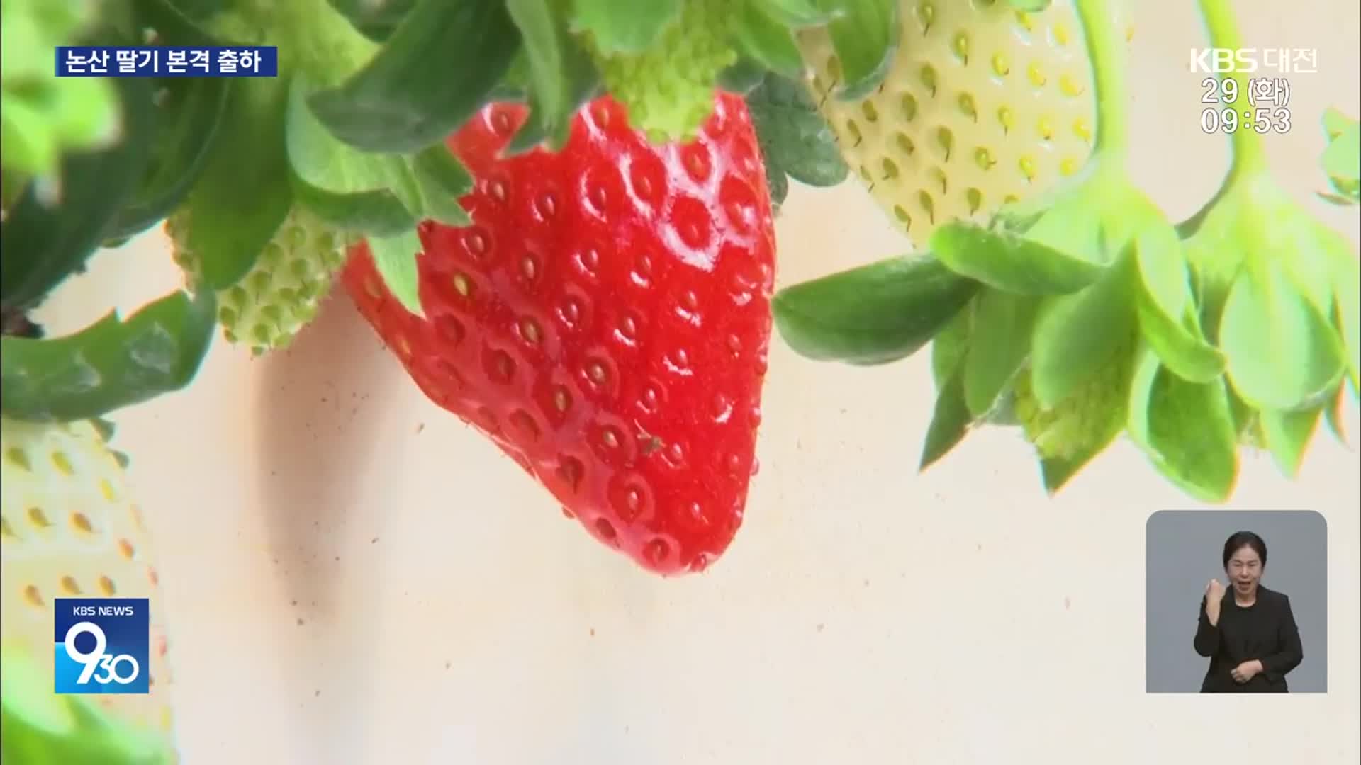 “벌써 딸기가?”…논산 딸기 올 첫 수확