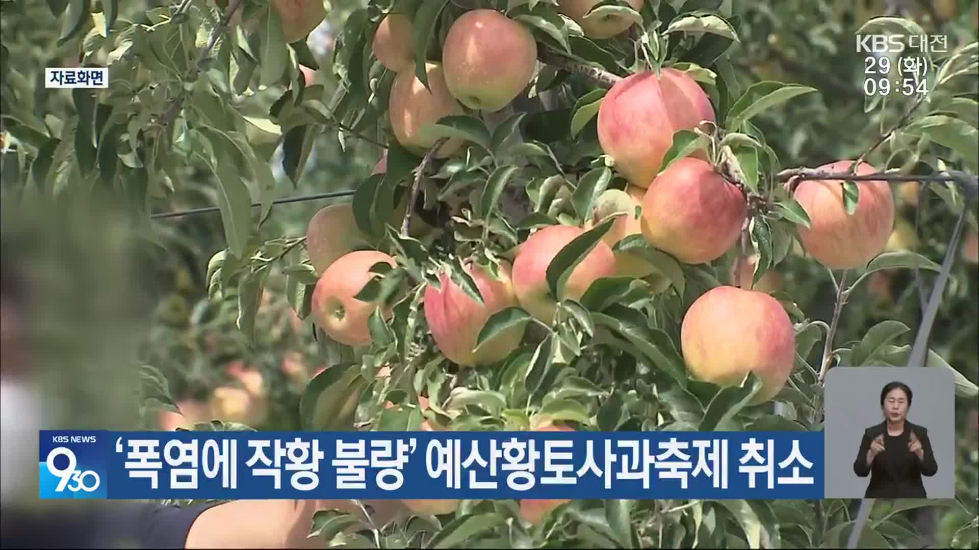 ‘폭염에 작황 불량’ 예산황토사과축제 취소