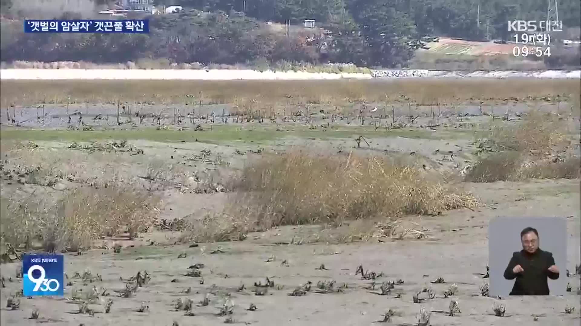 ‘갯벌의 암살자’ 갯끈풀, 해양보호구역 가로림만 습격