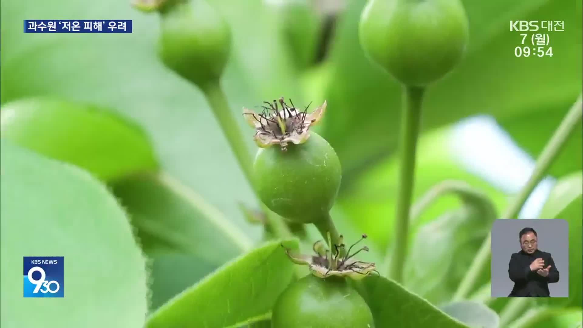 과수 저온 피해…“이렇게 예방하세요”