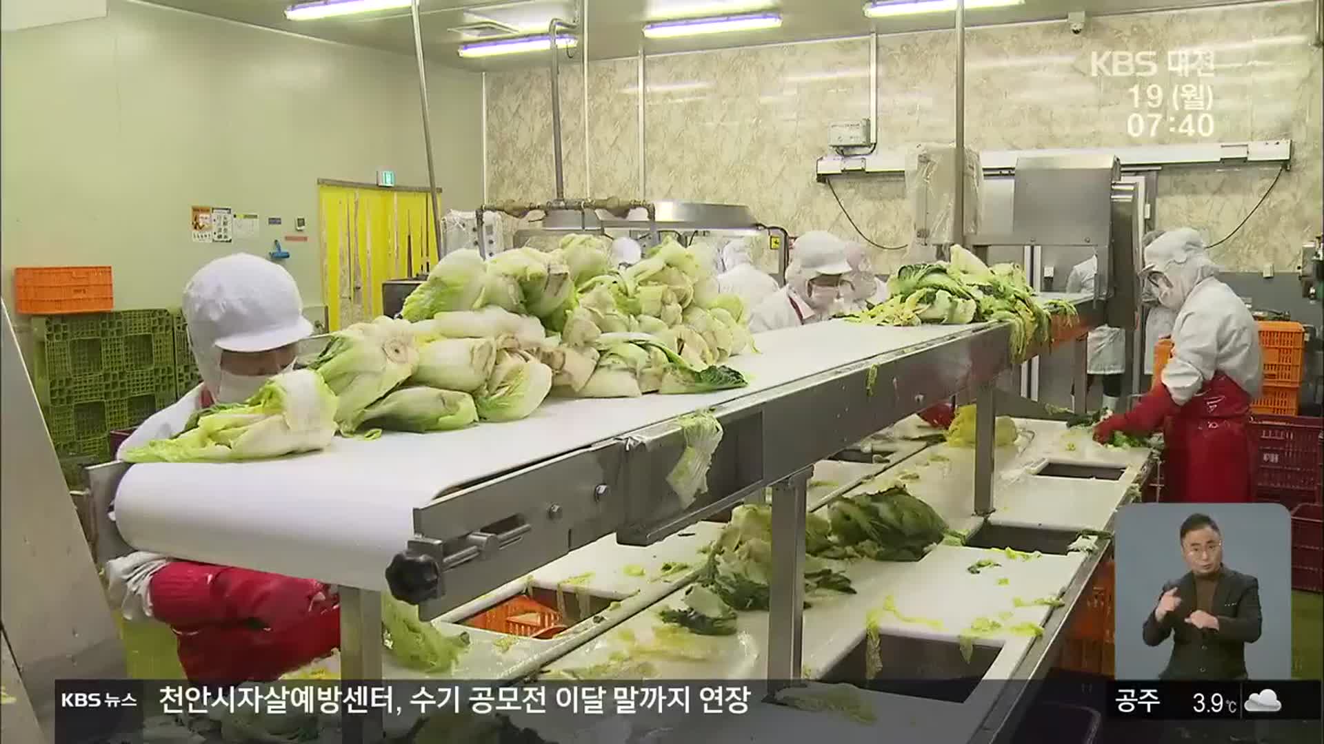 배추 수급 비상…“김치 생산하면 적자”