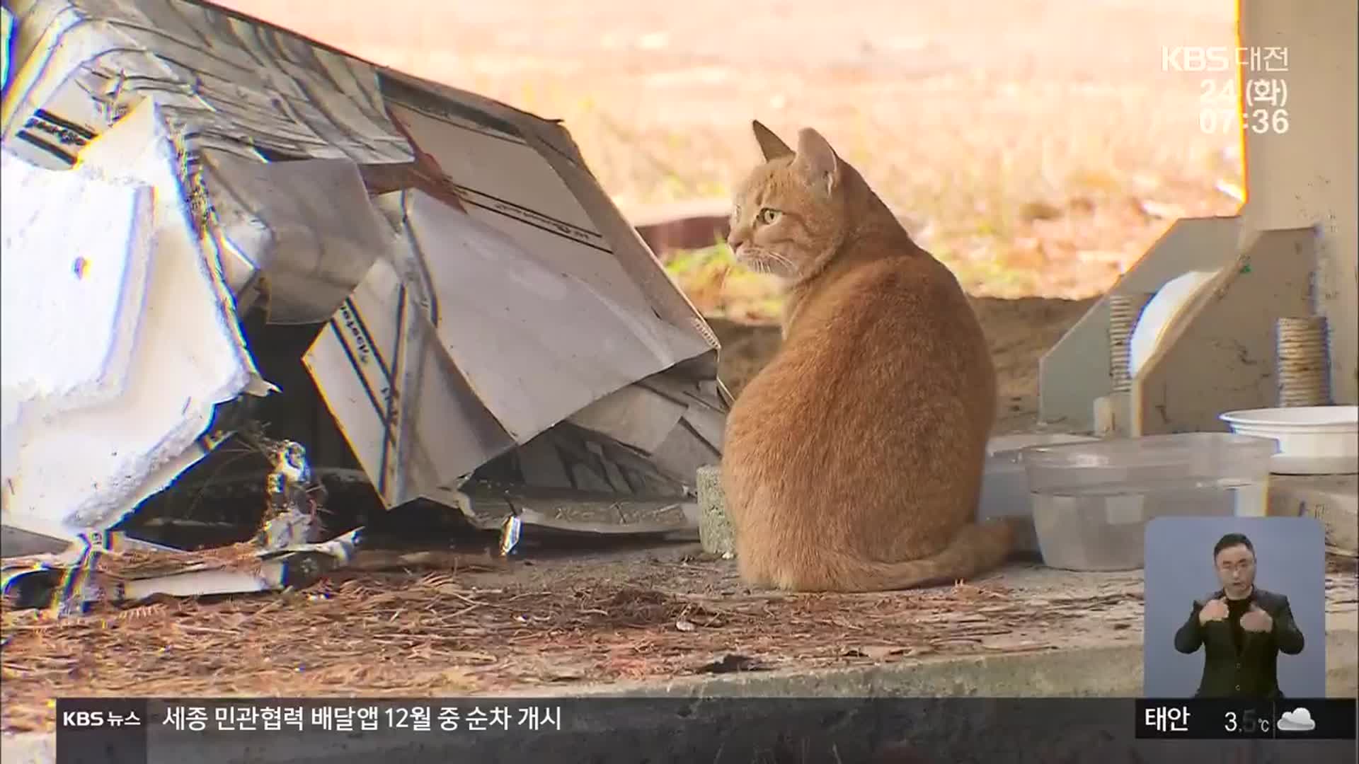 “길 고양이 밥 주지마”…주민 갈등 쳇바퀴