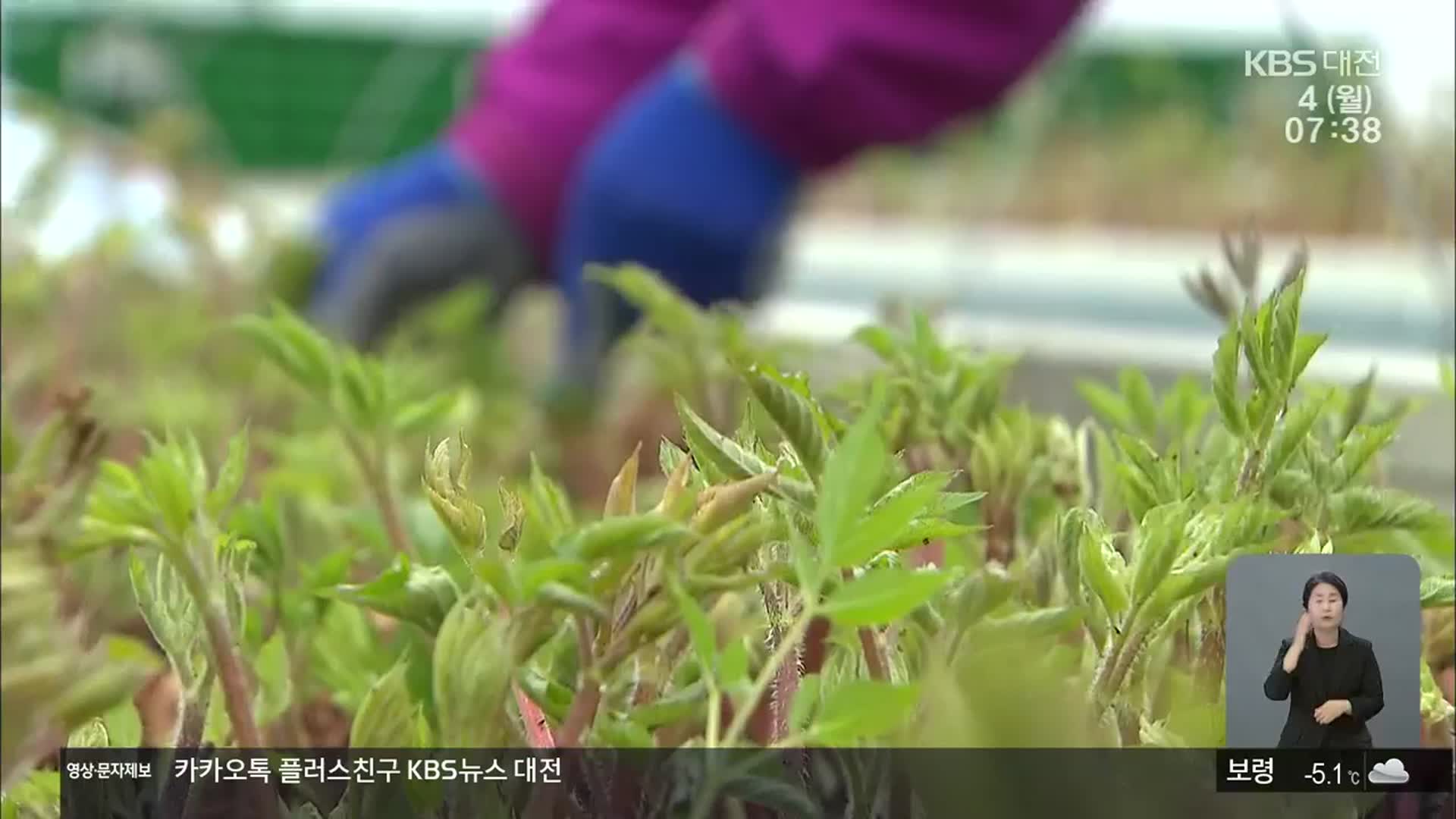 봄나물의 대명사 ‘땅두릅’…이젠 1월부터 맛본다