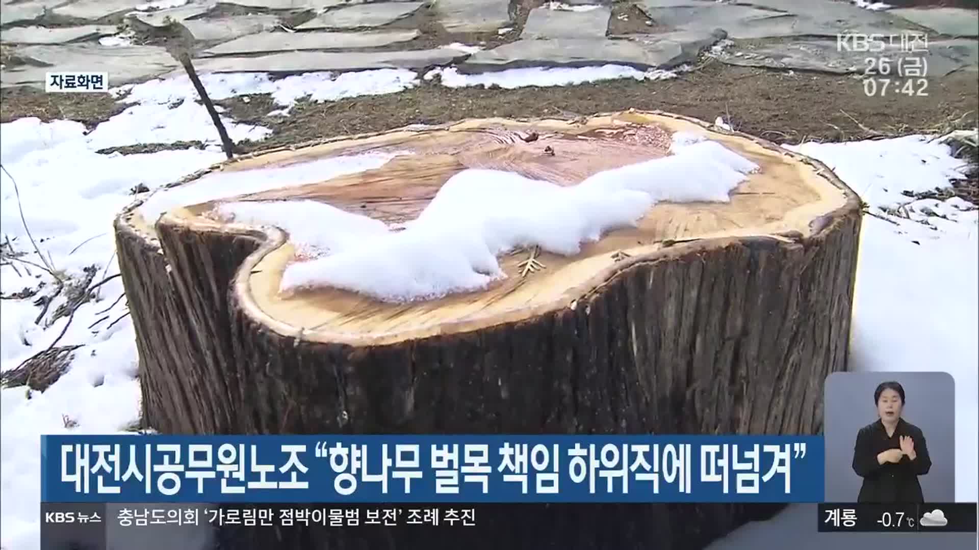대전시공무원노조 “향나무 벌목 책임 하위직에 떠넘겨”