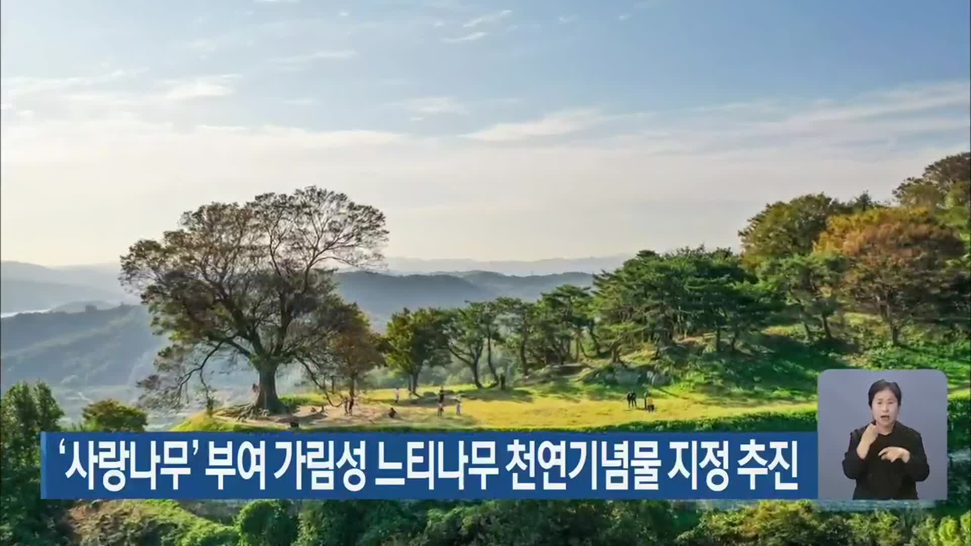 ‘사랑나무’ 부여 가림성 느티나무 천연기념물 지정 추진