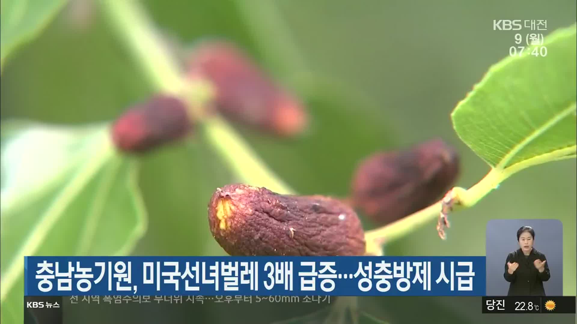 충남농기원, 미국선녀벌레 3배 급증…성충방제 시급
