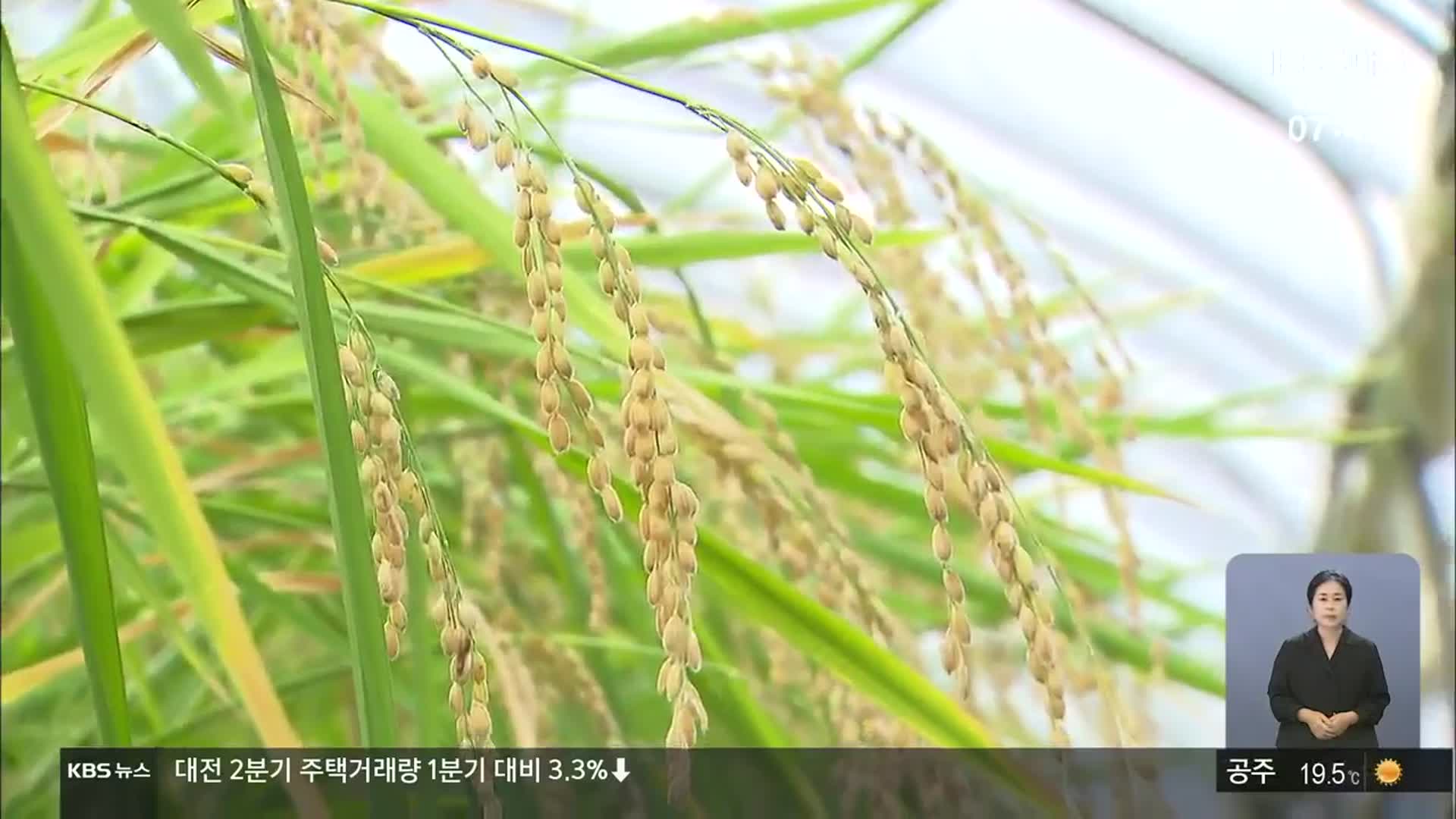 국내 첫 벼 3모작 시대…‘수박+벼+벼’