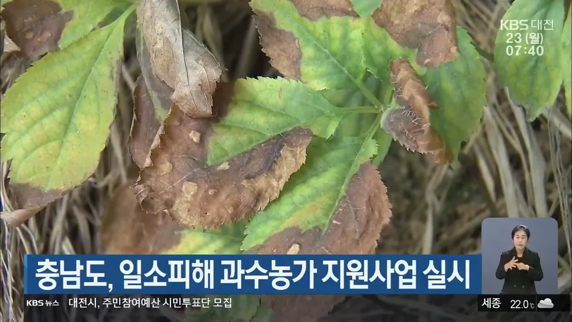 충남도, 일소피해 과수농가 지원사업 실시