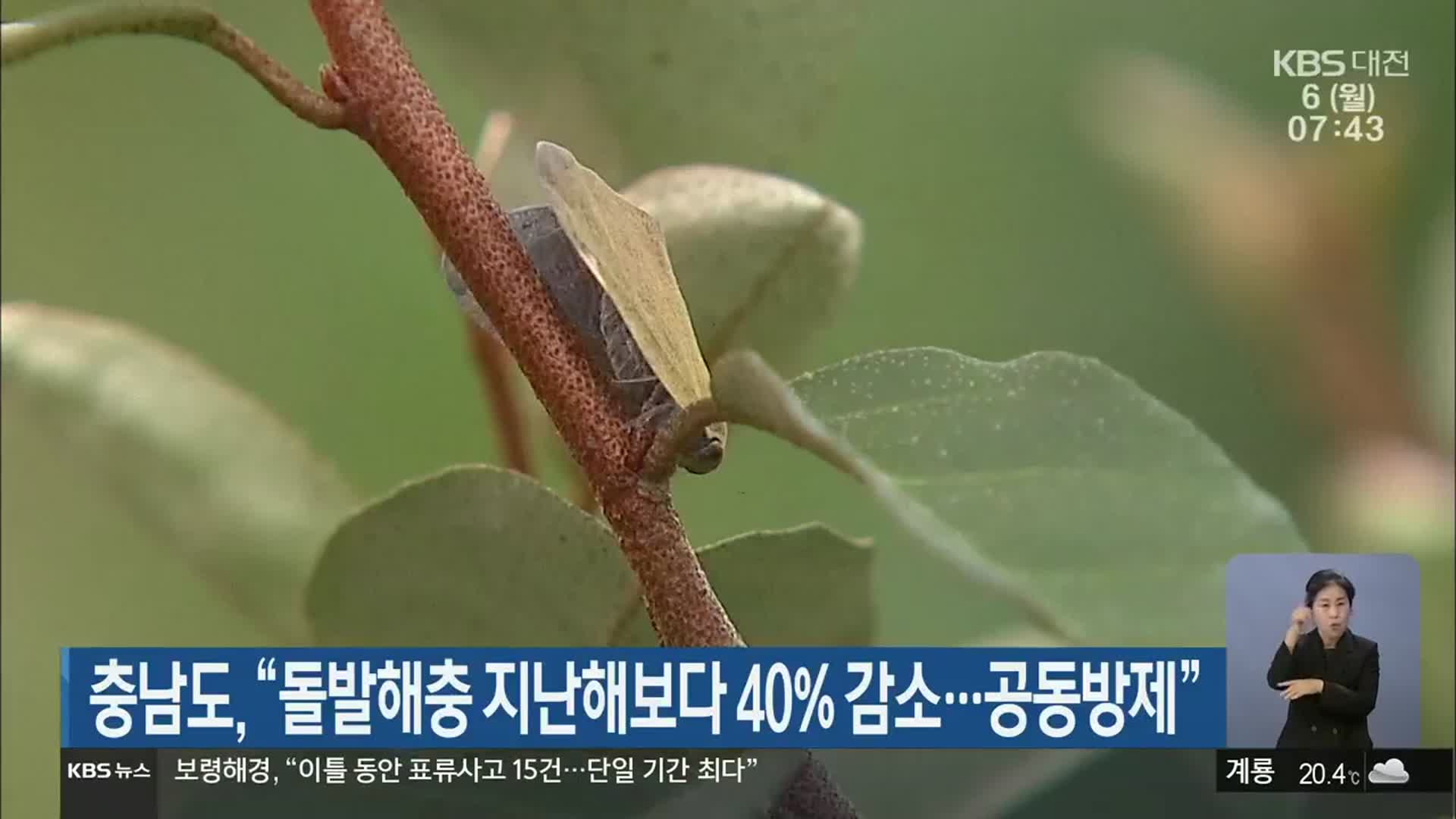 충남도 “돌발해충 지난해보다 40% 감소…공동방제”