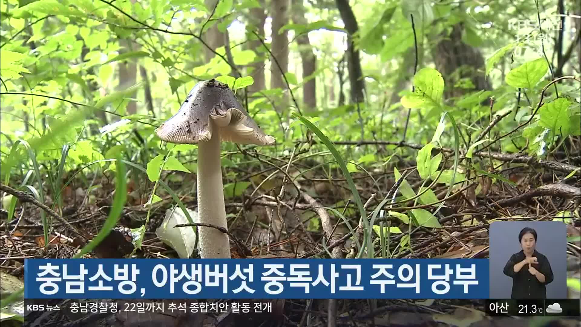 충남소방, 야생버섯 중독사고 주의 당부