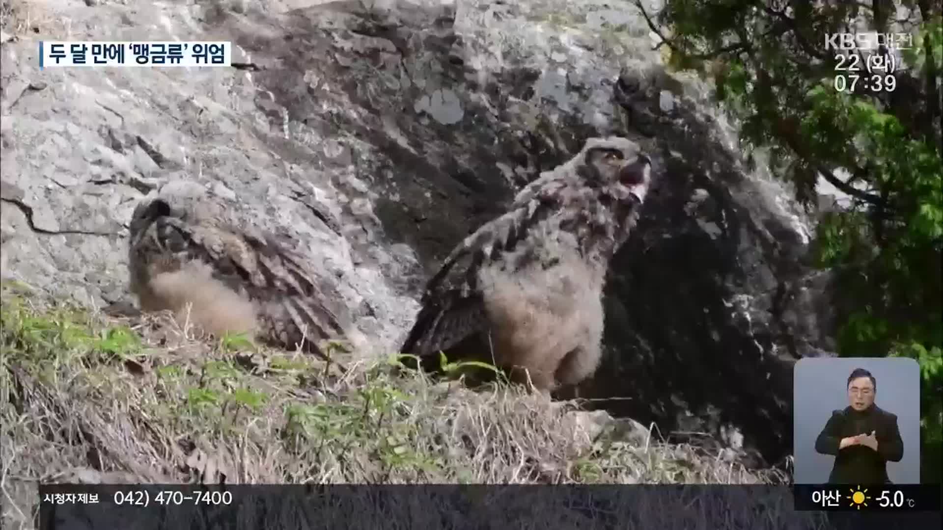 도심 산책로 옆에 터 잡은 수리부엉이 가족