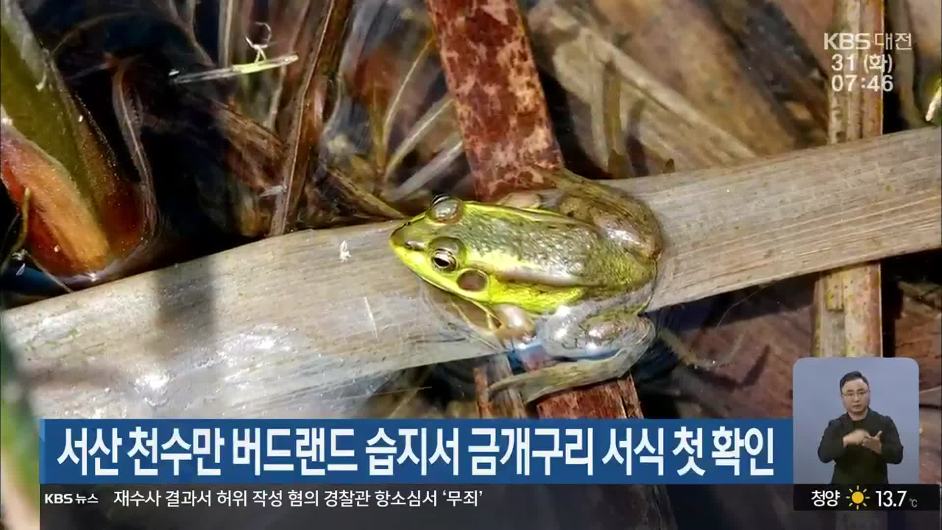 서산 천수만 버드랜드 습지서 금개구리 서식 첫 확인