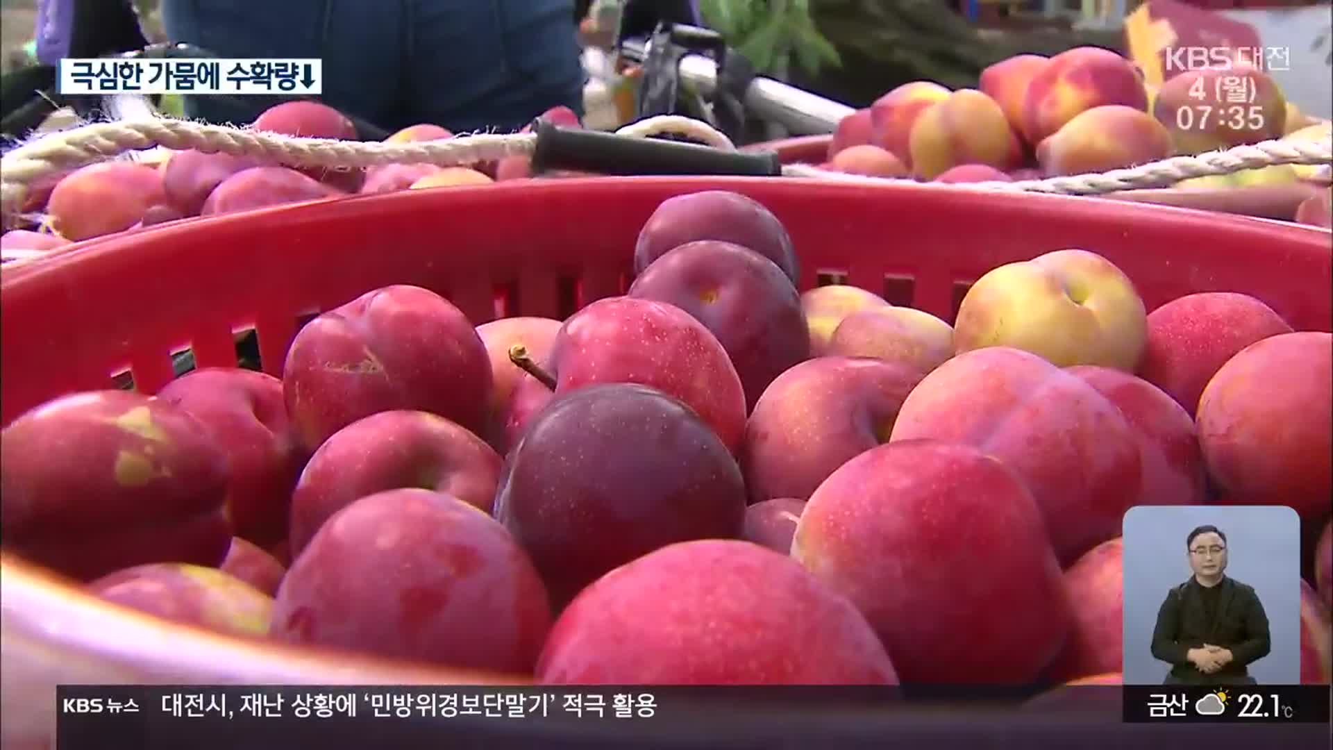 의성 자두 수확 시작…작황 저조