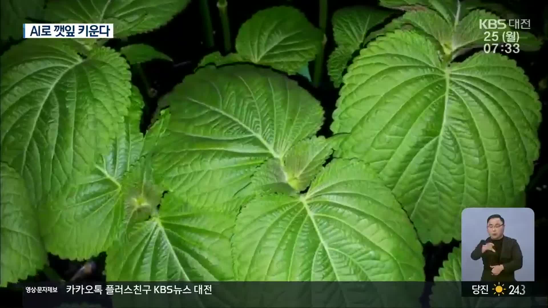 깻잎 재배도 AI로…아마존 ‘스마트 온실’