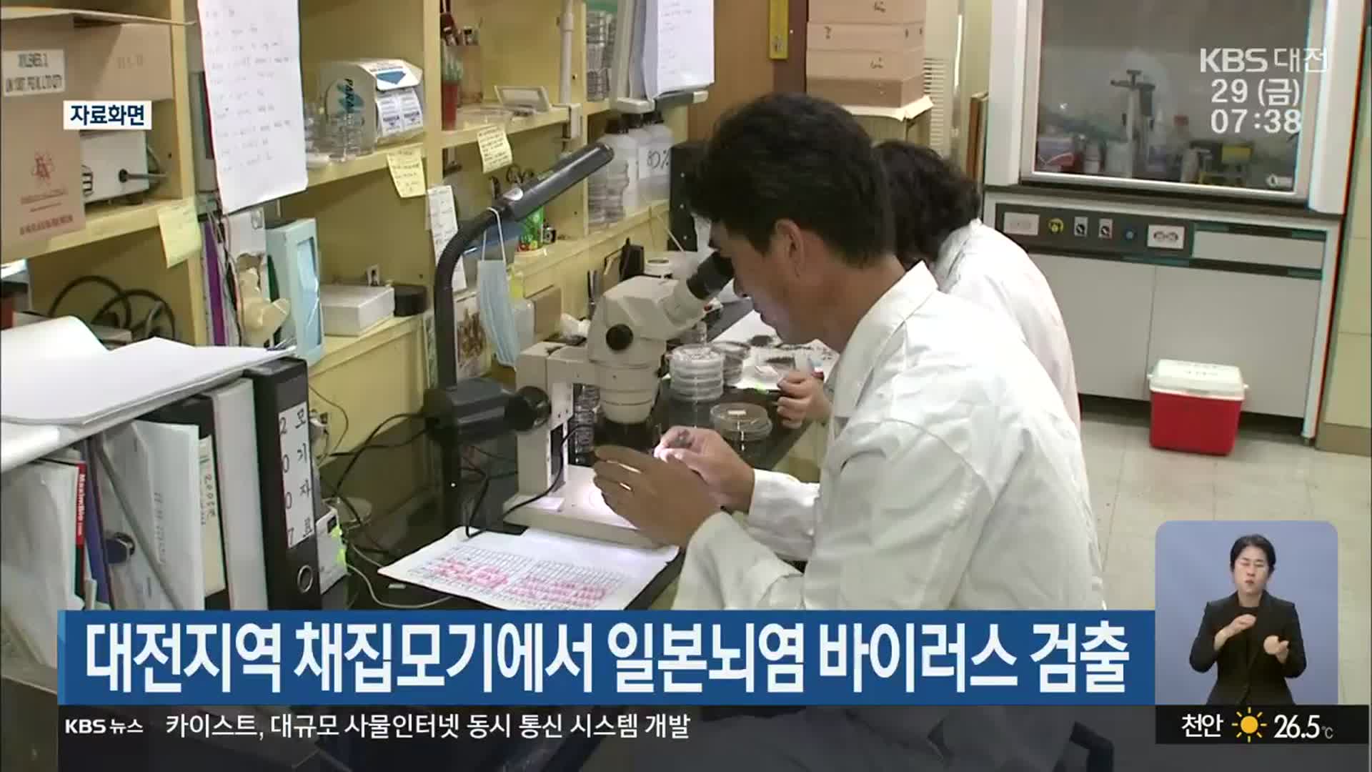 대전지역 채집모기에서 일본뇌염 바이러스 검출