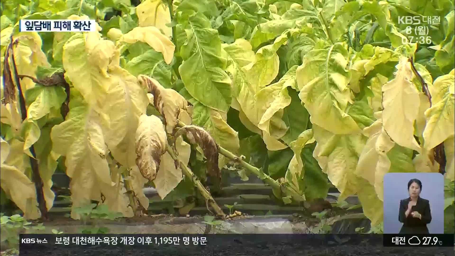 집중호우에 고온 현상…잎담배 피해 확산