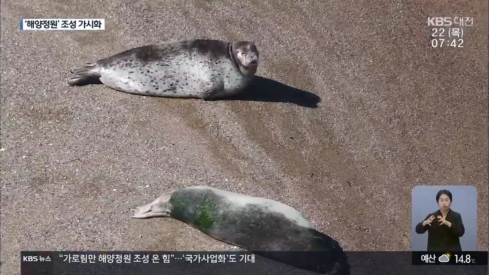 올해도 찾아온 점박이 물범…“가로림만 해양정원 조성 온 힘”