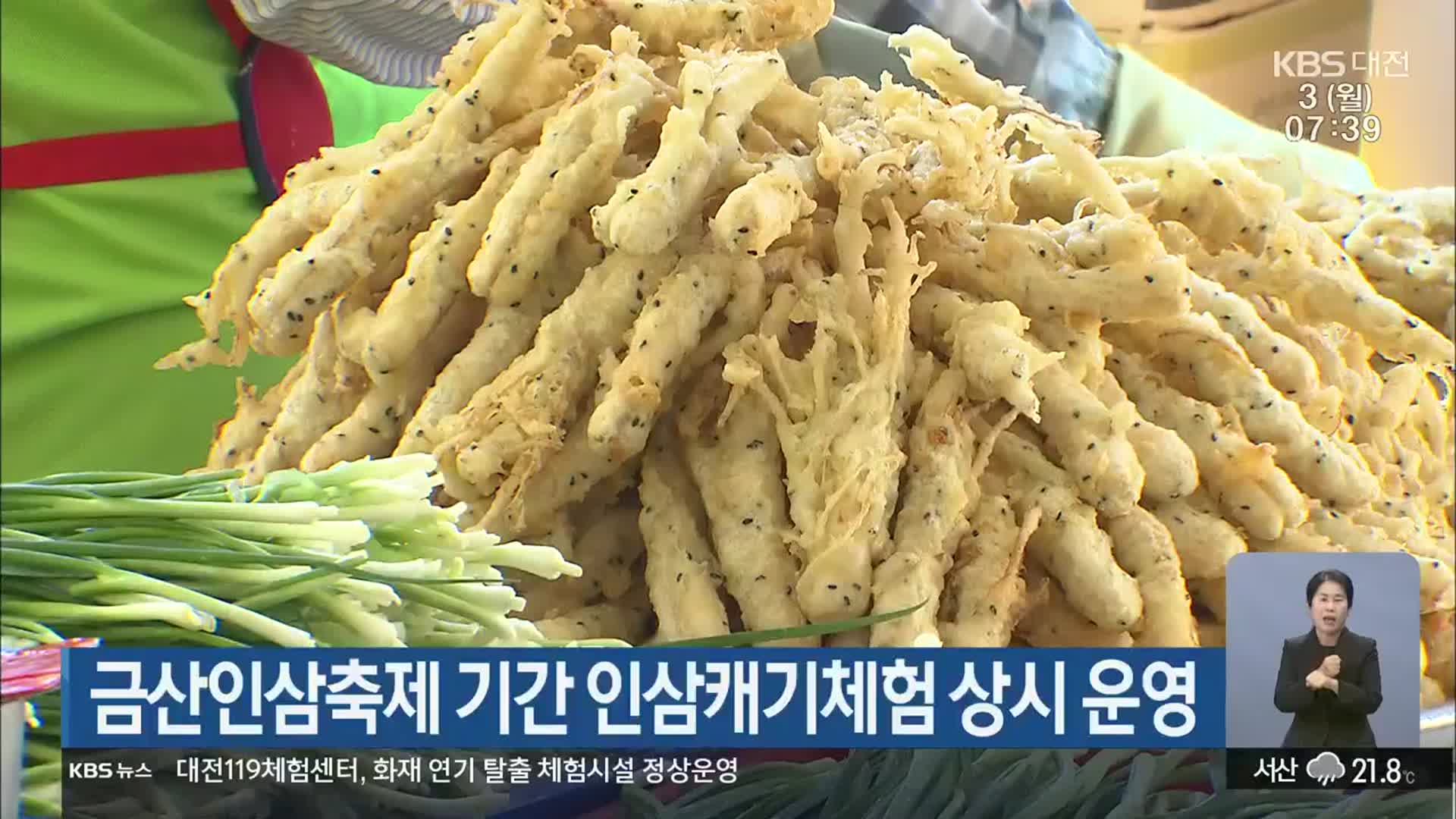 금산인삼축제 기간 인삼캐기체험 상시 운영