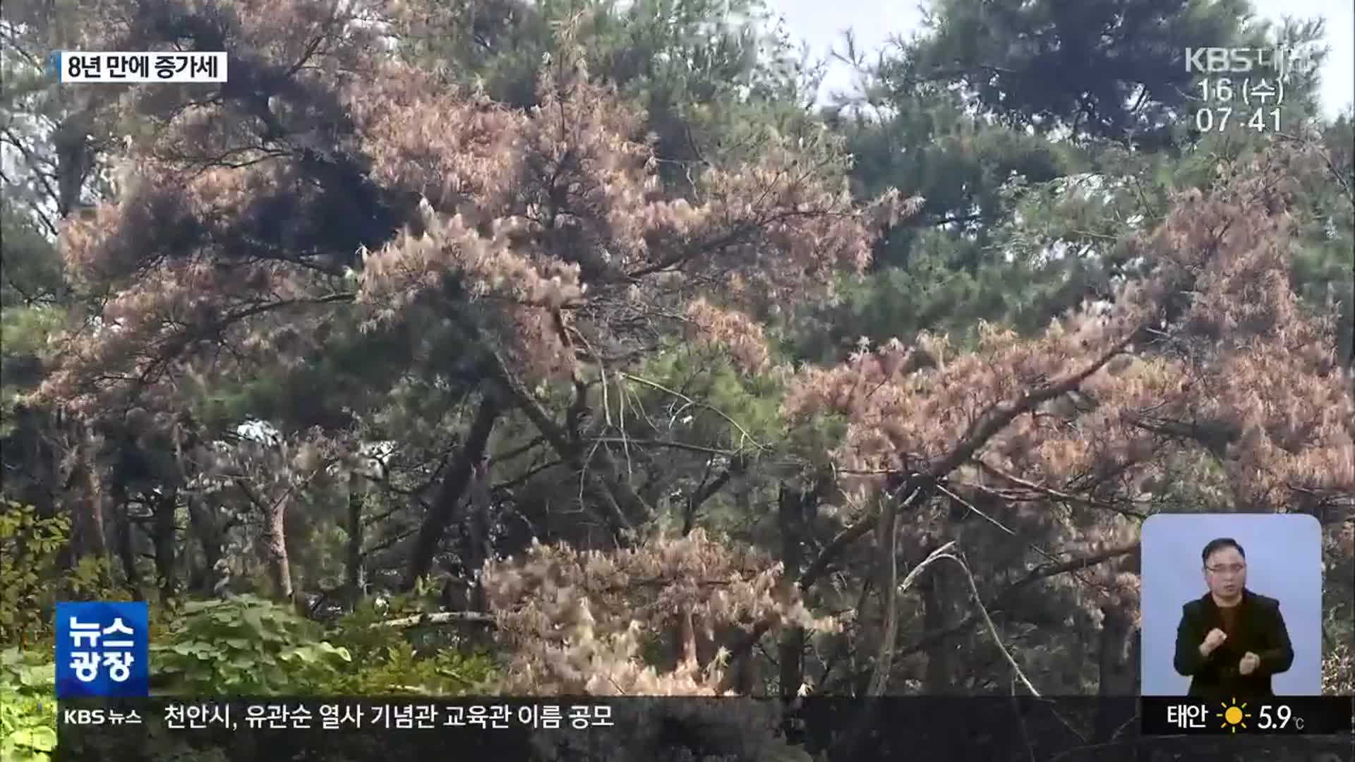 ‘소나무재선충병’ 충남서 확산