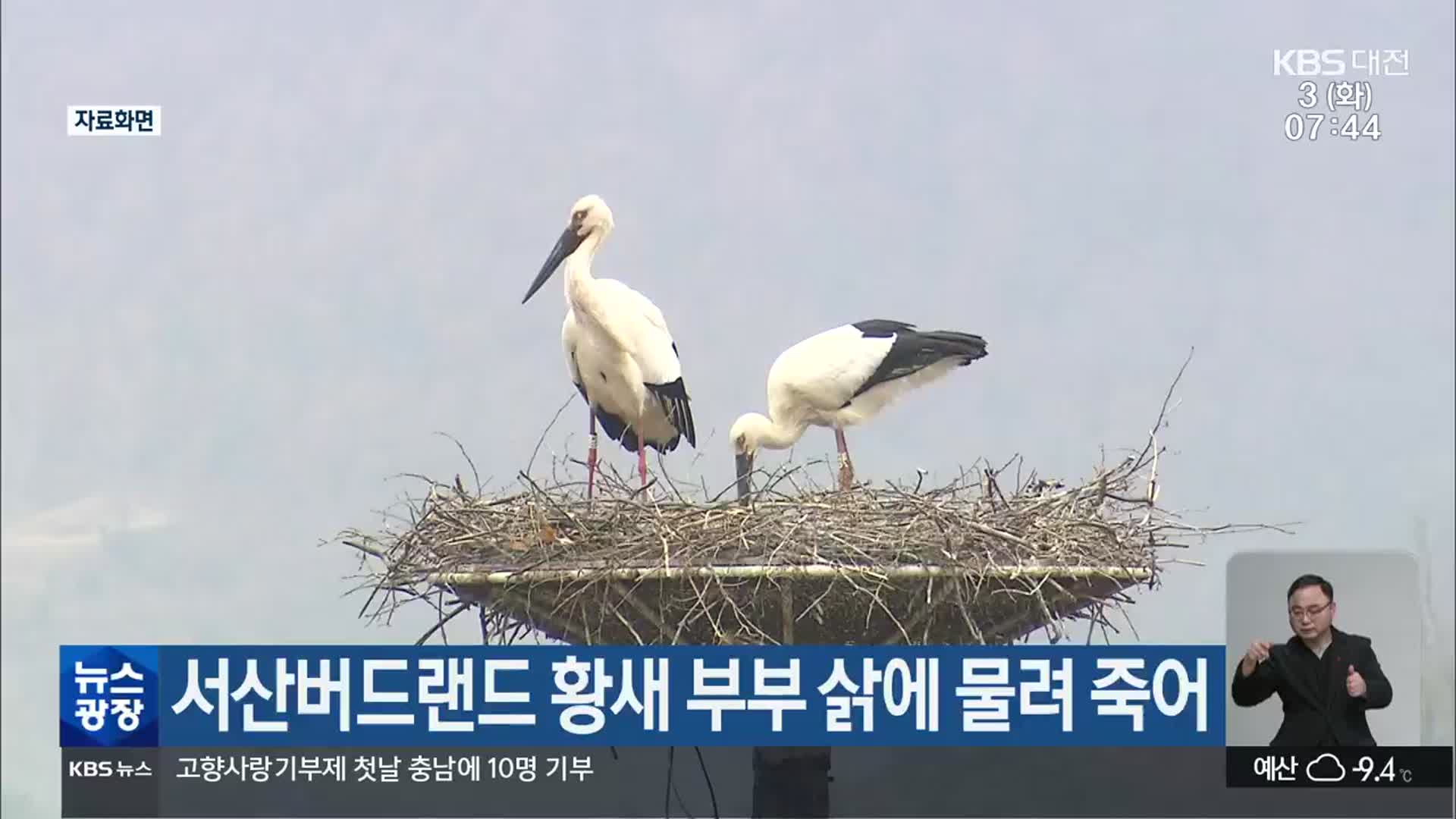 서산버드랜드 황새 부부 삵에 물려 죽어