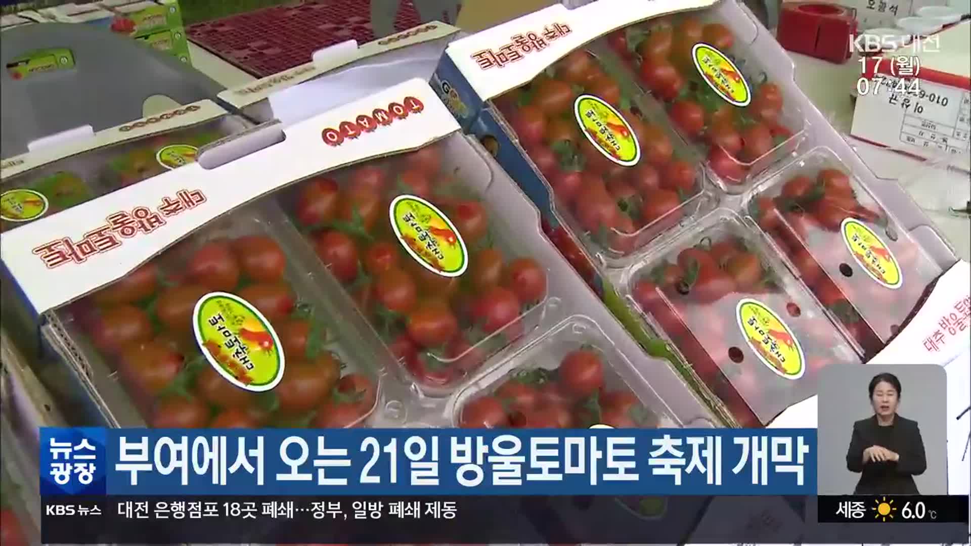 부여에서 오는 21일 방울토마토 축제 개막