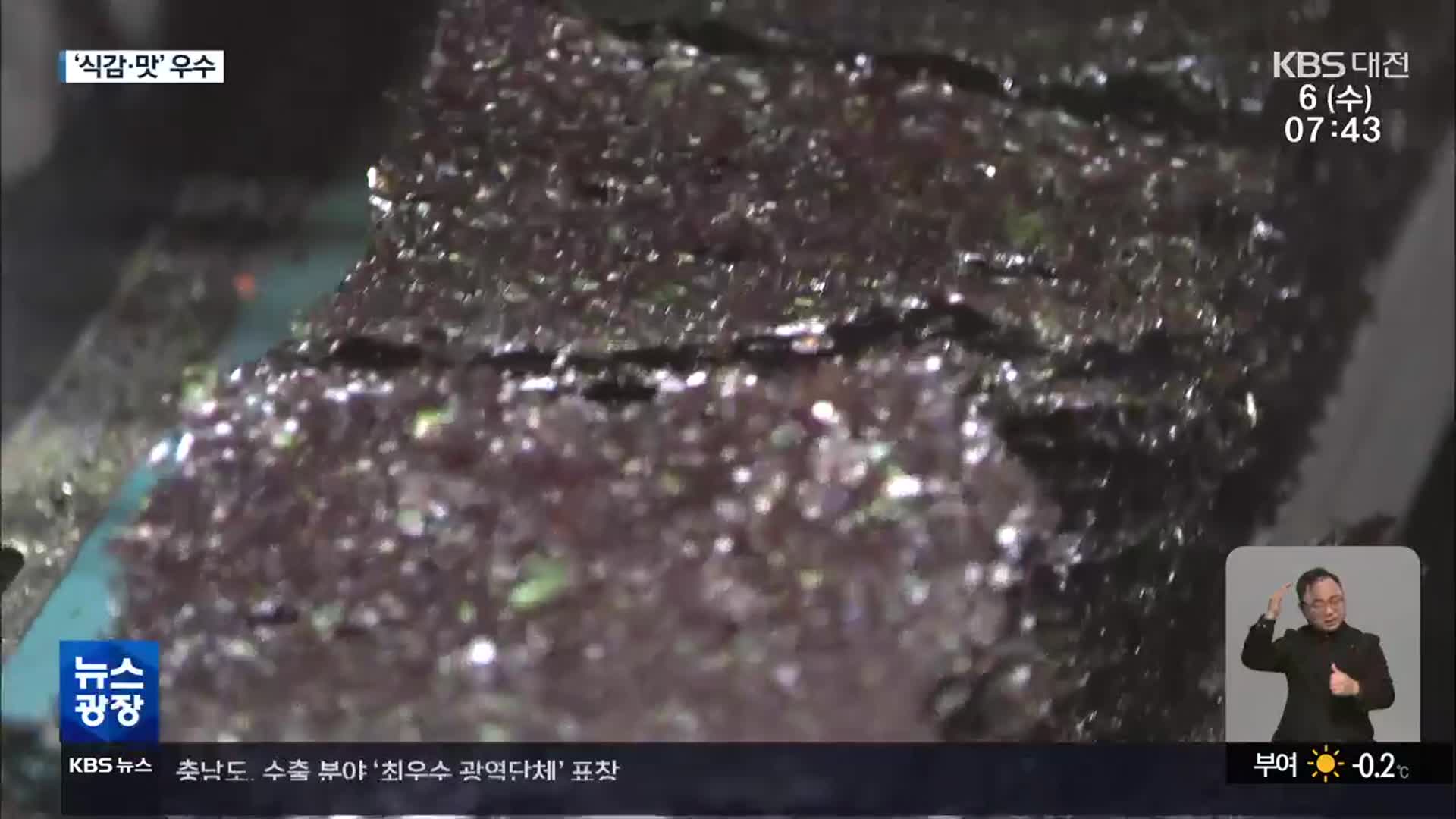 태안서 전통 지주식 김 재배…‘활성처리제’ 대신 유기농
