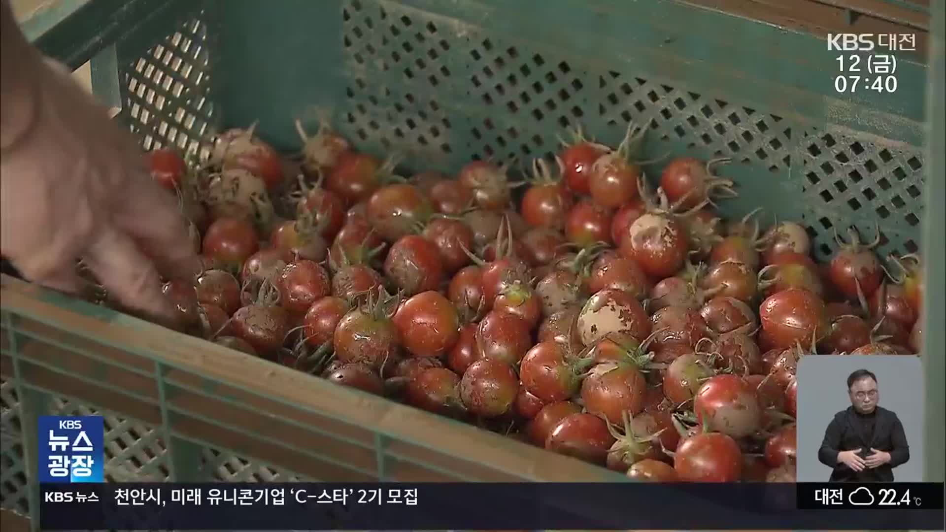 수확·출하 코 앞에 두고…농축산물 피해 잇따라