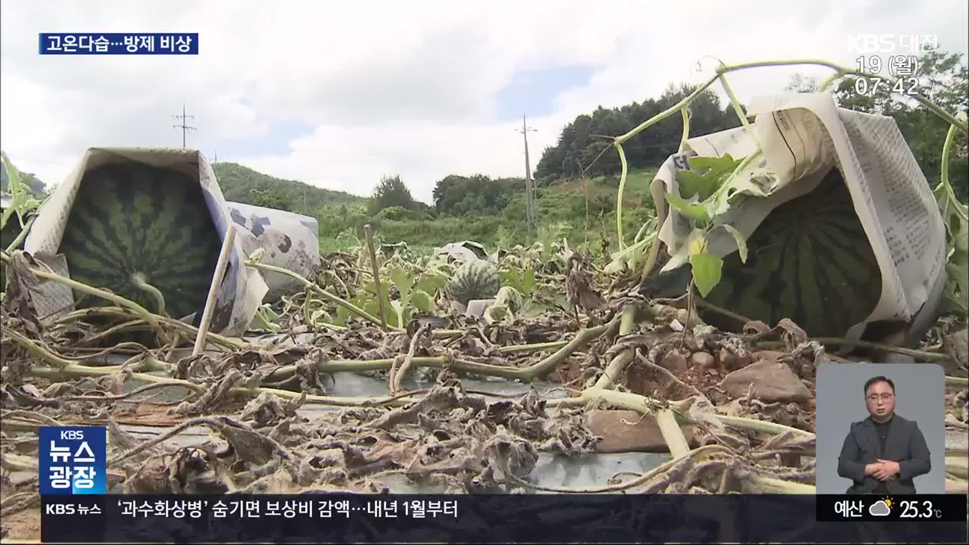 호우·폭염 반복…농작물 병해충 우려