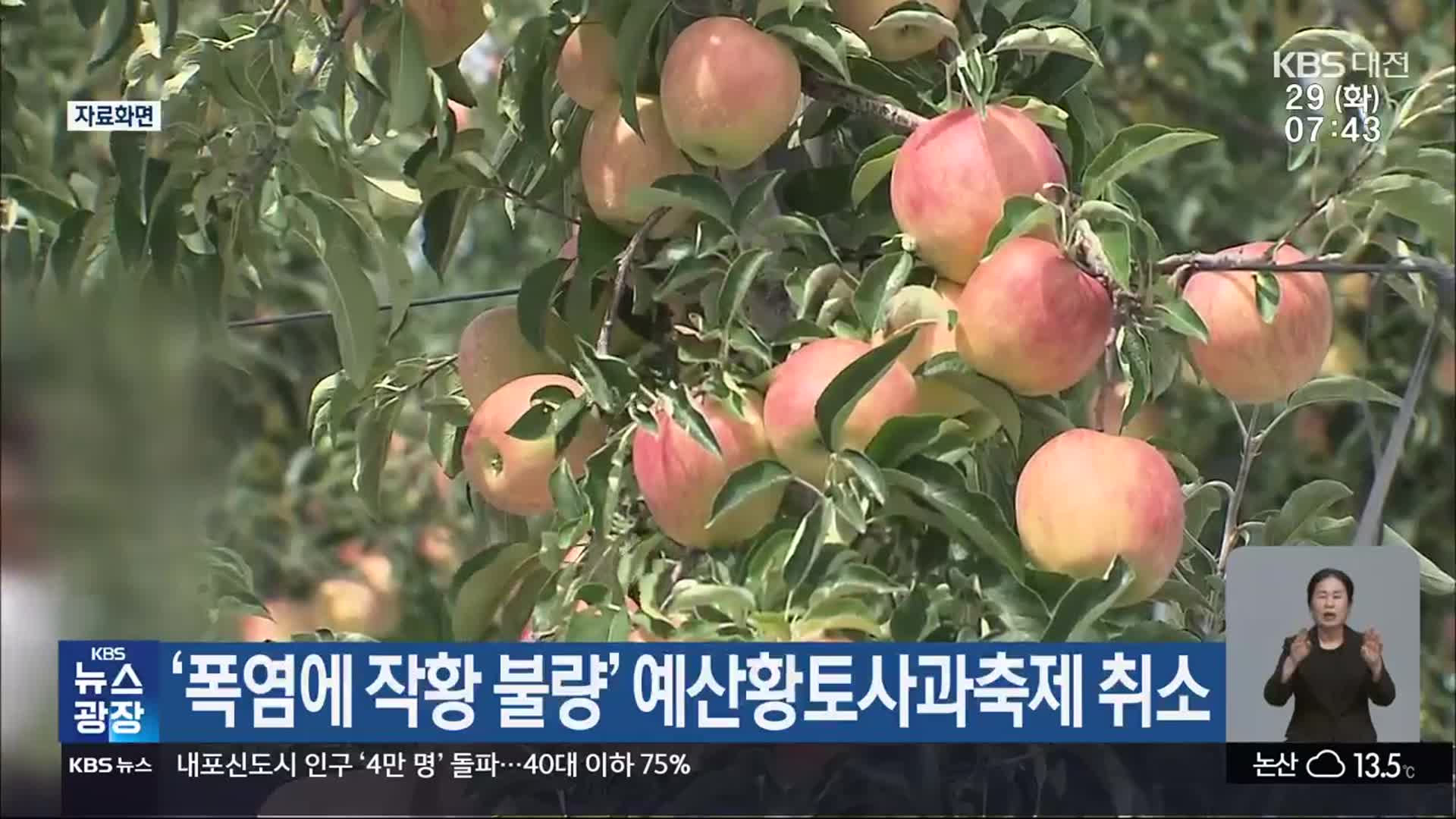 ‘폭염에 작황 불량’ 예산황토사과축제 취소