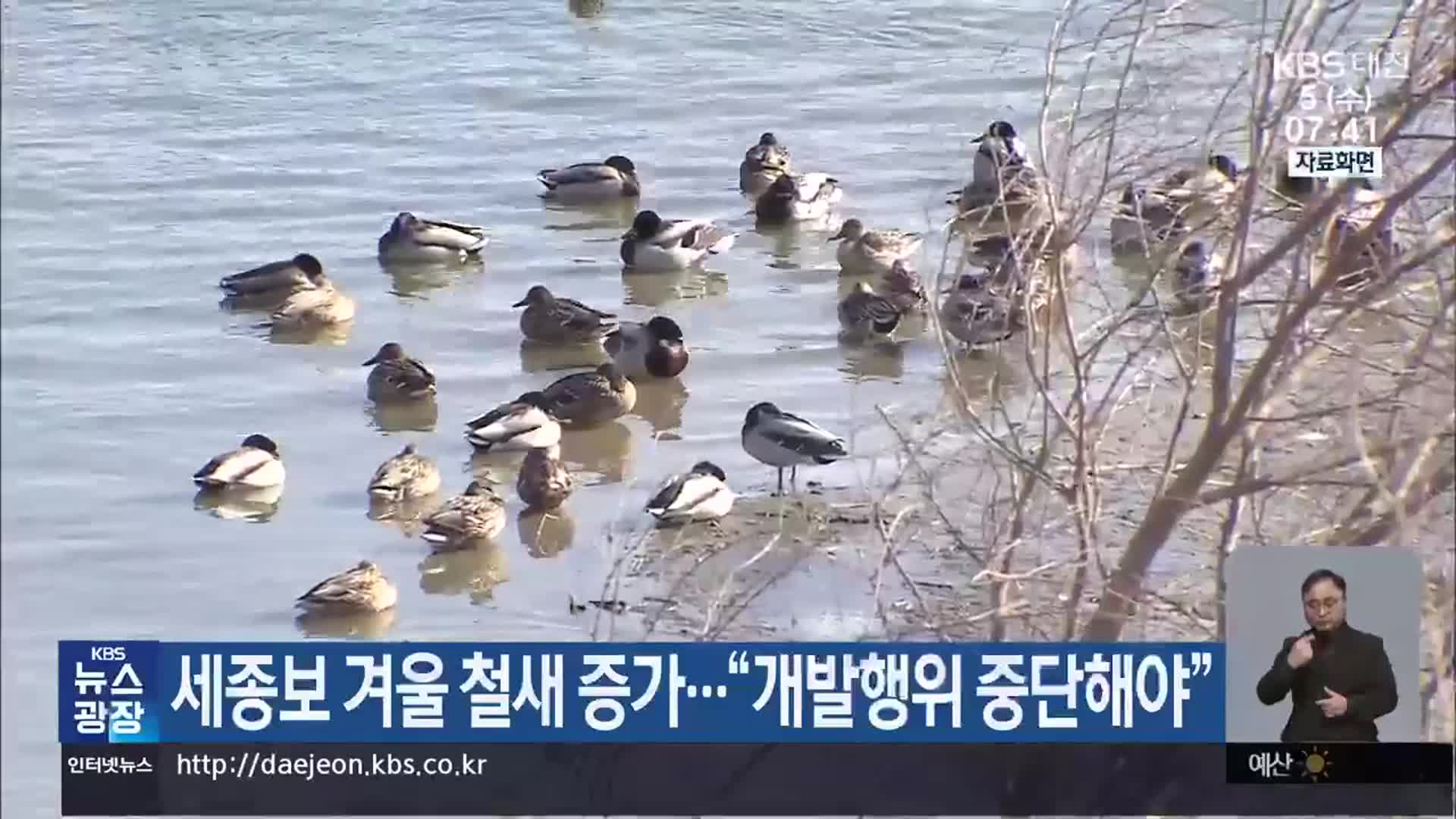 세종보 겨울 철새 증가…“개발행위 중단해야”