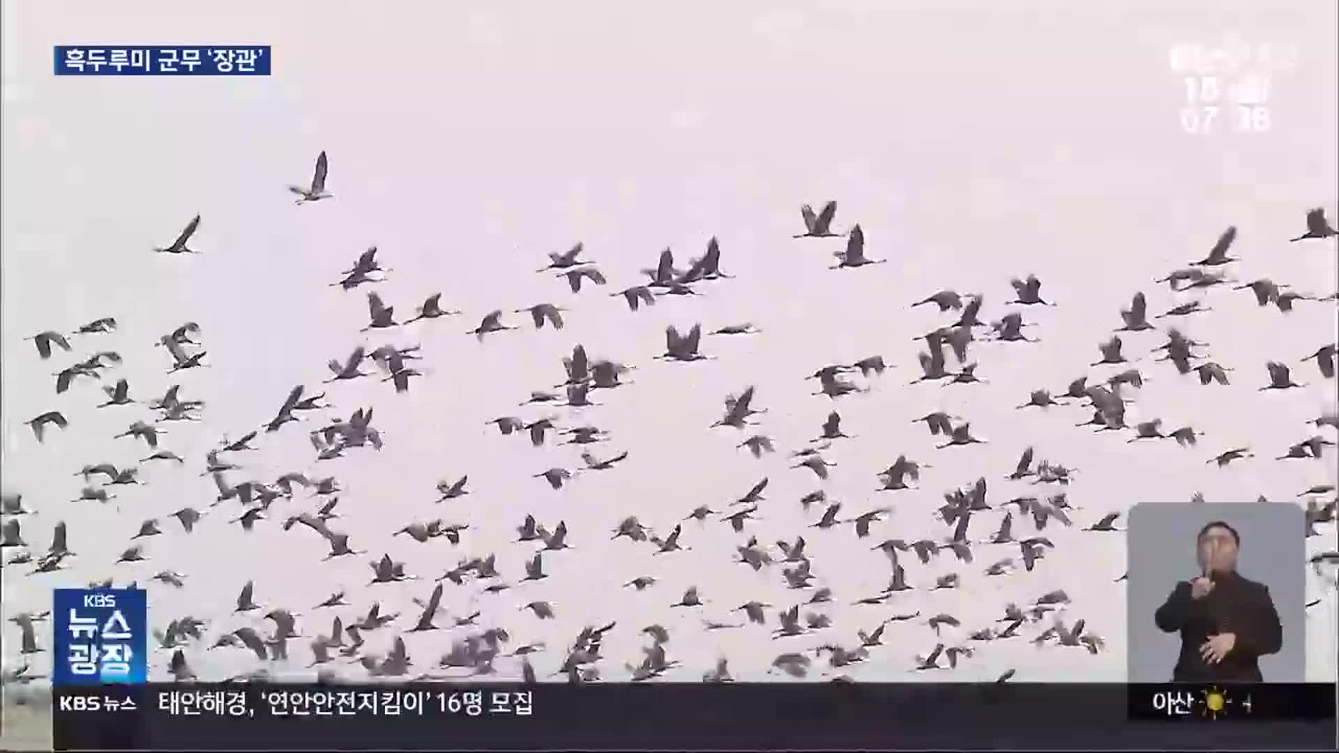 ‘겨울 진객’ 흑두루미 8천여 마리 군무 ‘장관’