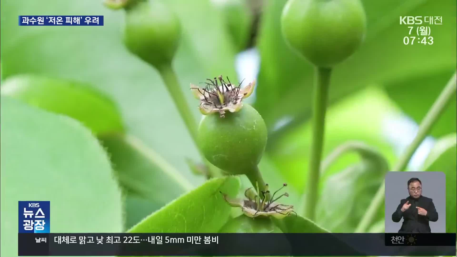 과수 저온 피해…“이렇게 예방하세요”