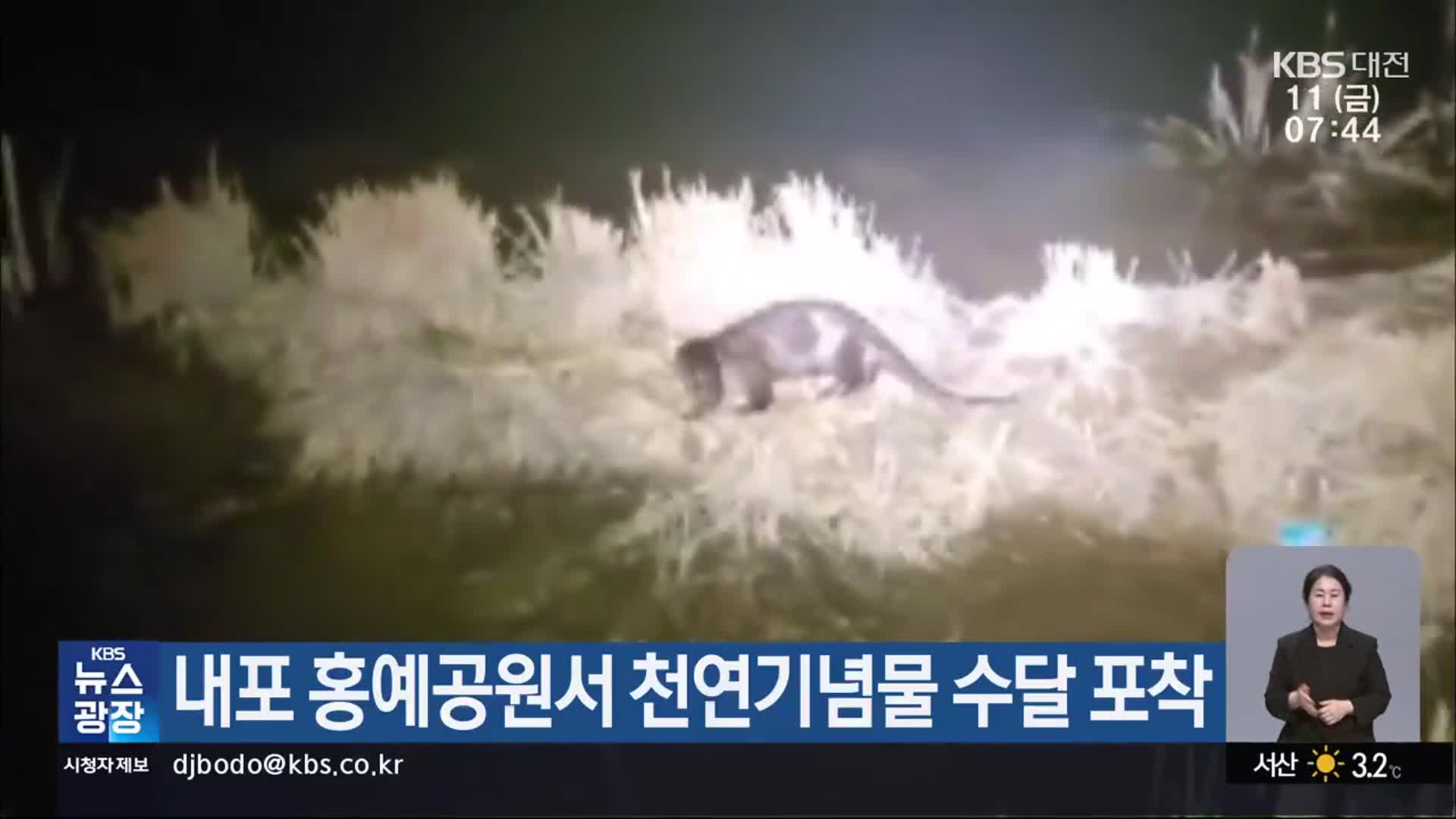 내포 홍예공원서 천연기념물 수달 포착