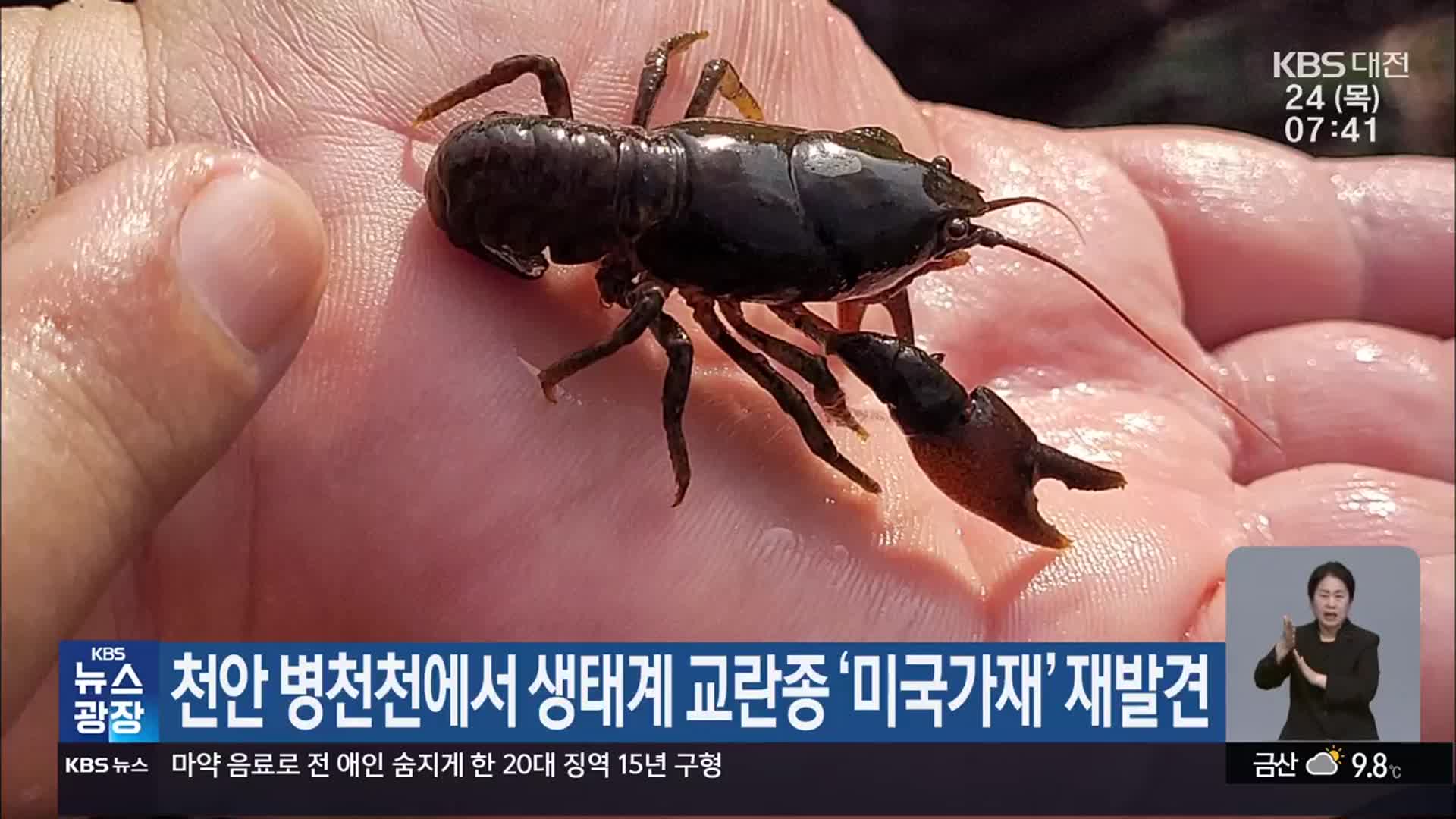 천안 병천천에서 생태계 교란종 ‘미국가재’ 재발견