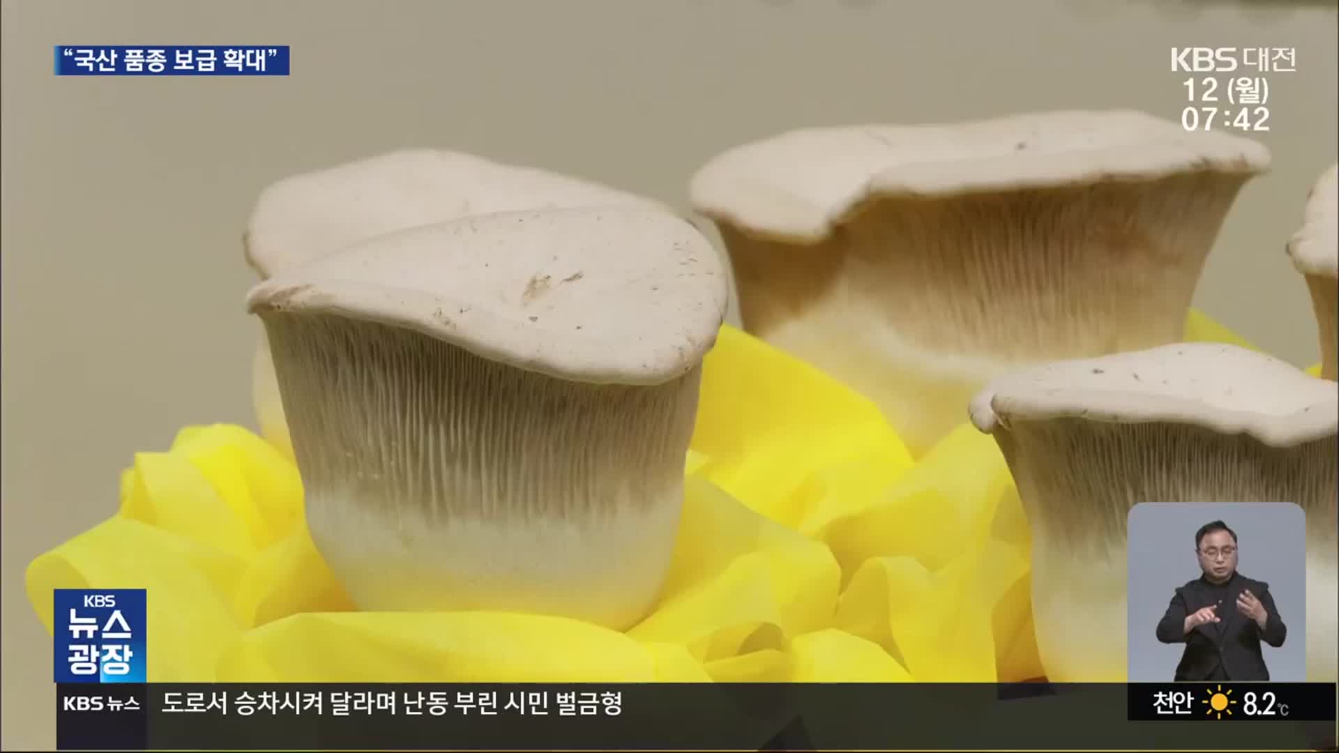 맛 좋고 영양 많은 버섯…수출 효자 작목으로