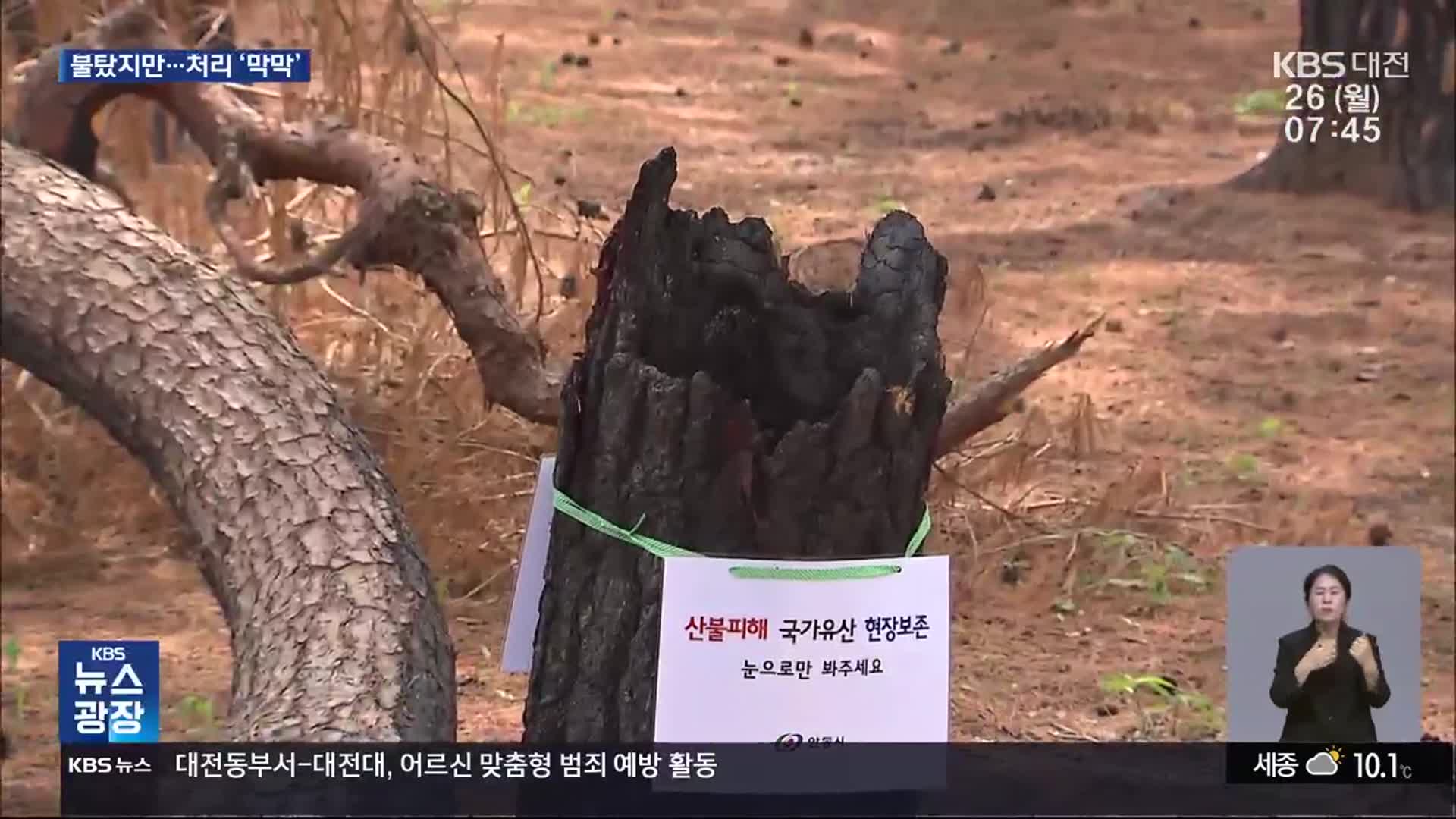 “불타도 못 베”…명승·천연기념물 방재 대책 시급