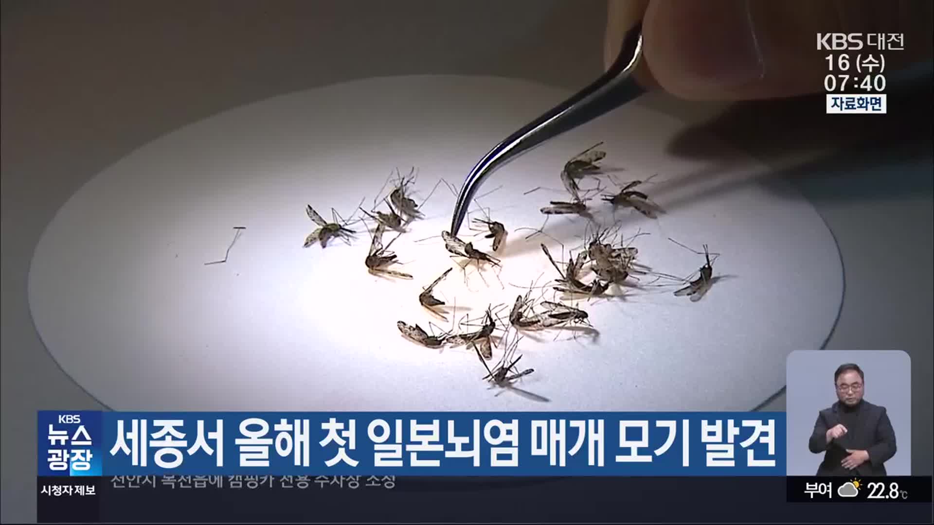 세종서 올해 첫 일본뇌염 매개 모기 발견