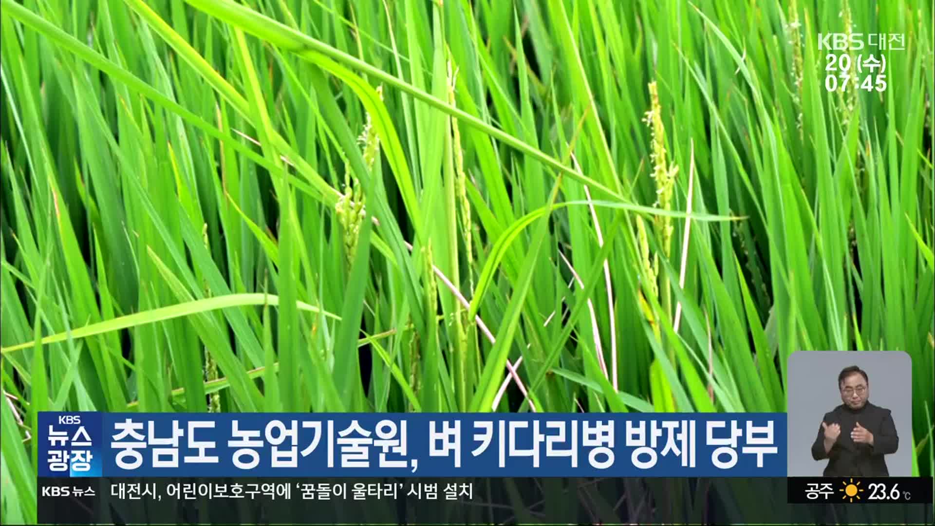 충남도 농업기술원, 벼 키다리병 방제 당부