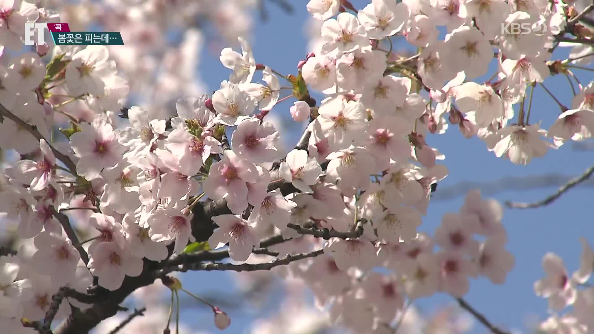[ET] 봄꽃은 피는데…벚꽃 구경을 추첨으로?