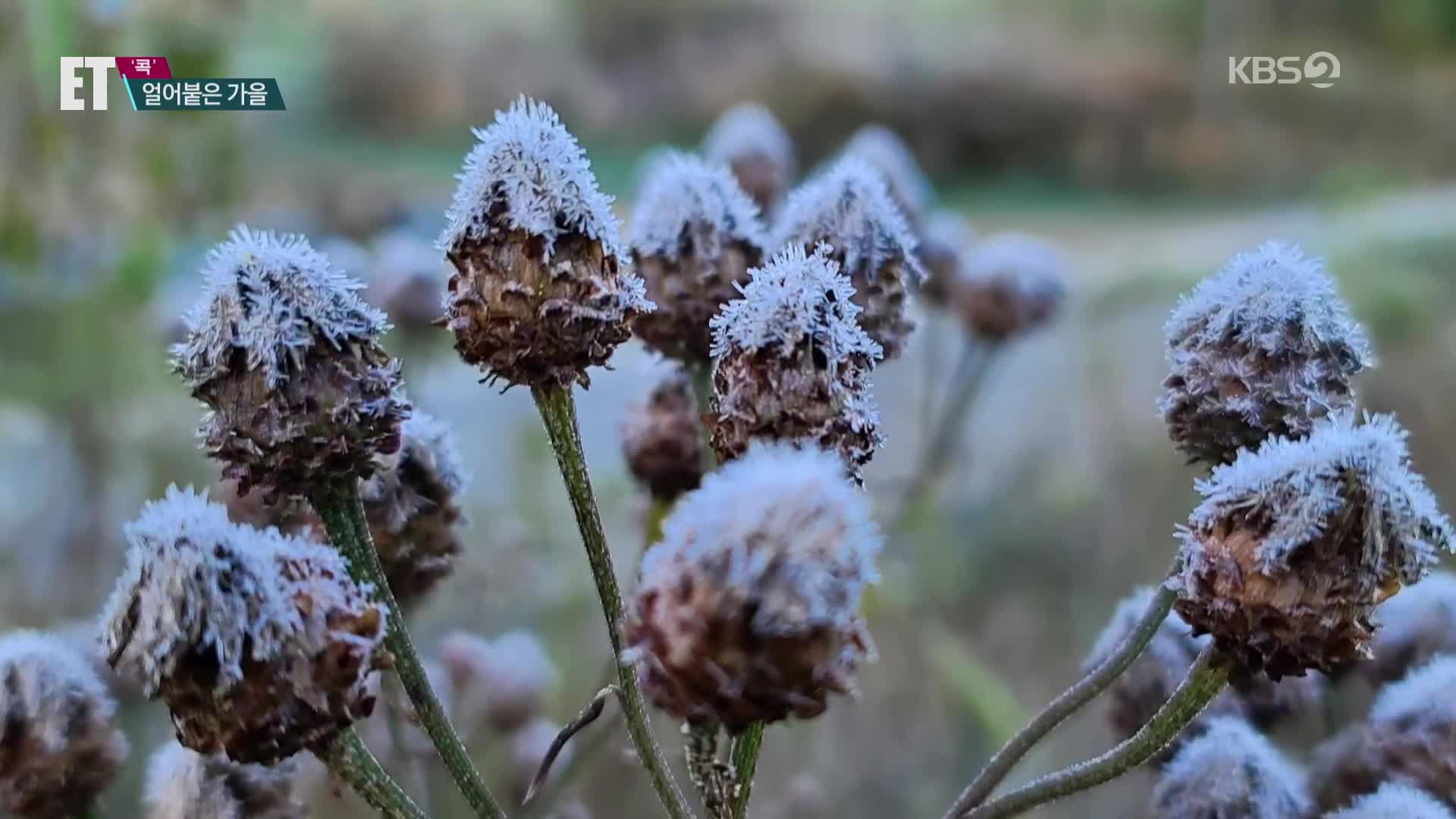 [ET] “서리에 살얼음까지”…추위에 얼어붙은 가을