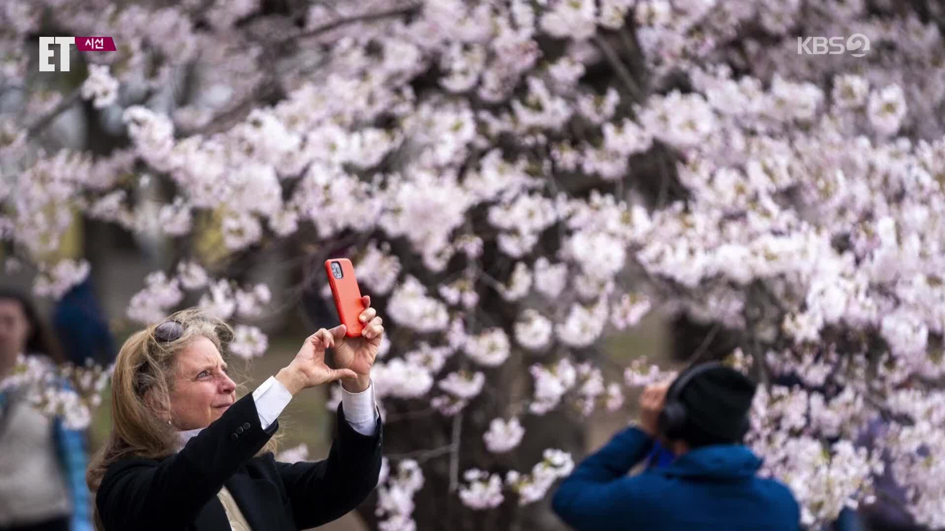 [ET] 미국 워싱턴의 봄…벚꽃 절정