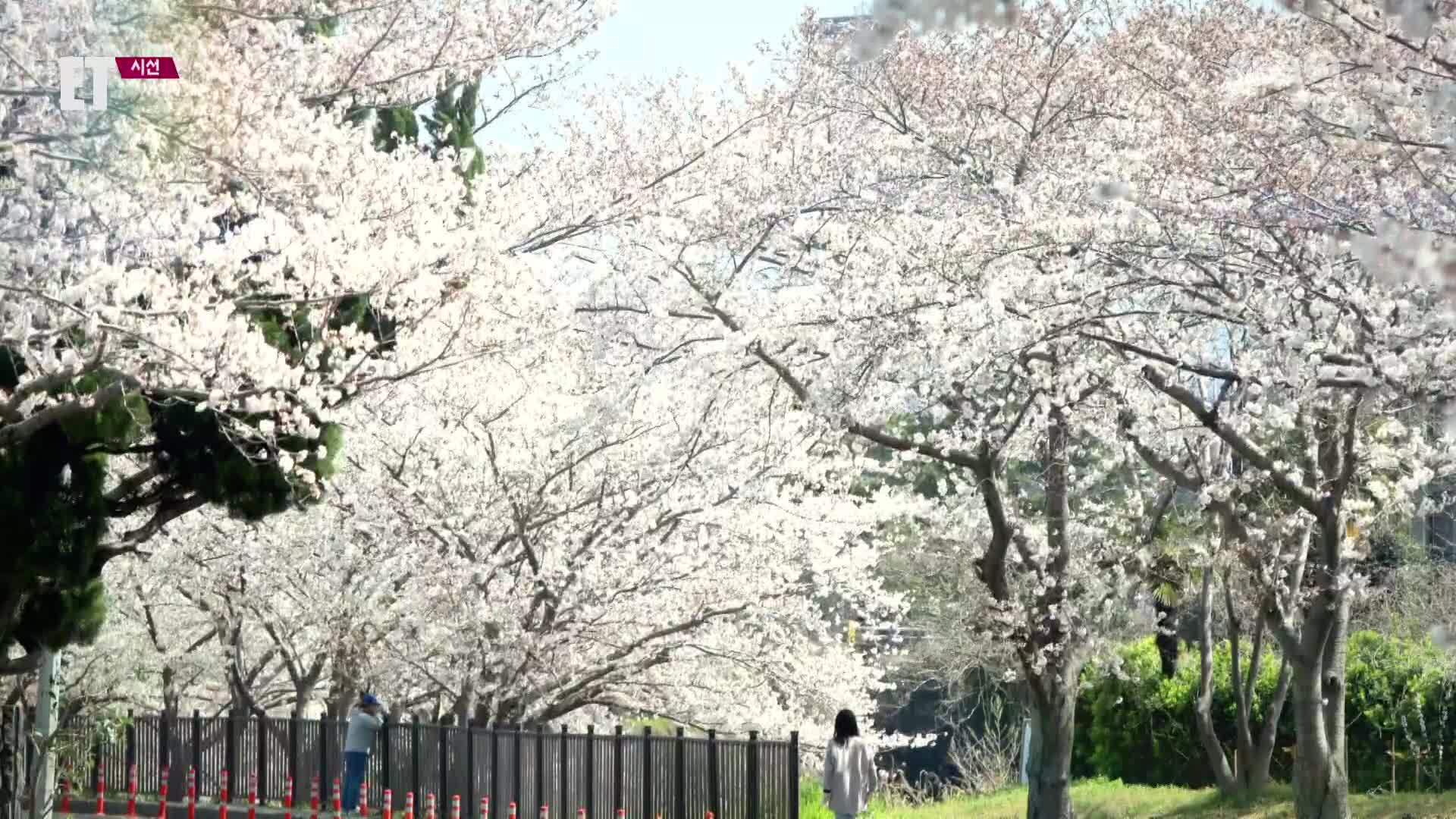 [ET] 거리마다 봄꽃 향연…벚꽃도 활짝
