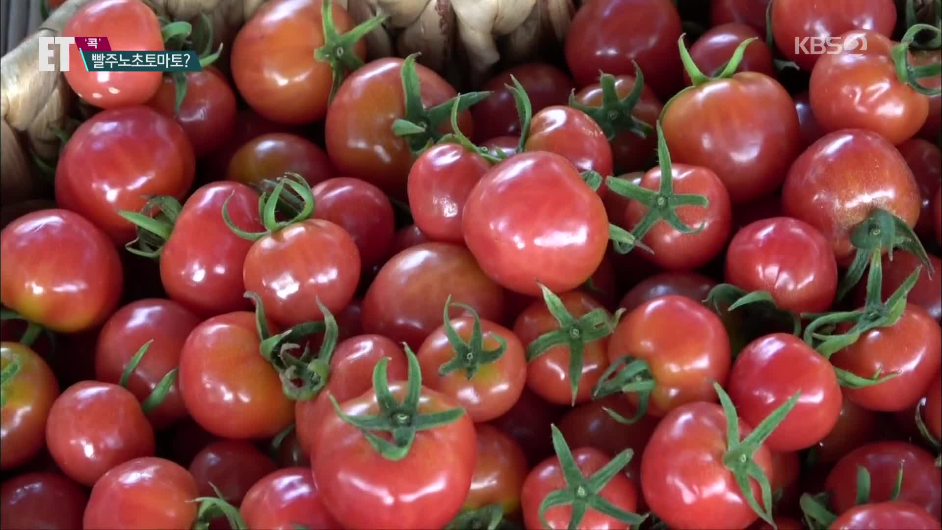 [ET] ‘단짠단짠’ 대저토마토의 계절…빨주노초토마토?