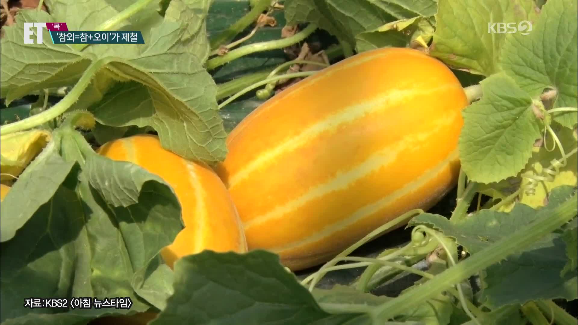 [ET] “아삭! 달콤하고 시원한 맛”…제철 맞은 ‘참외’