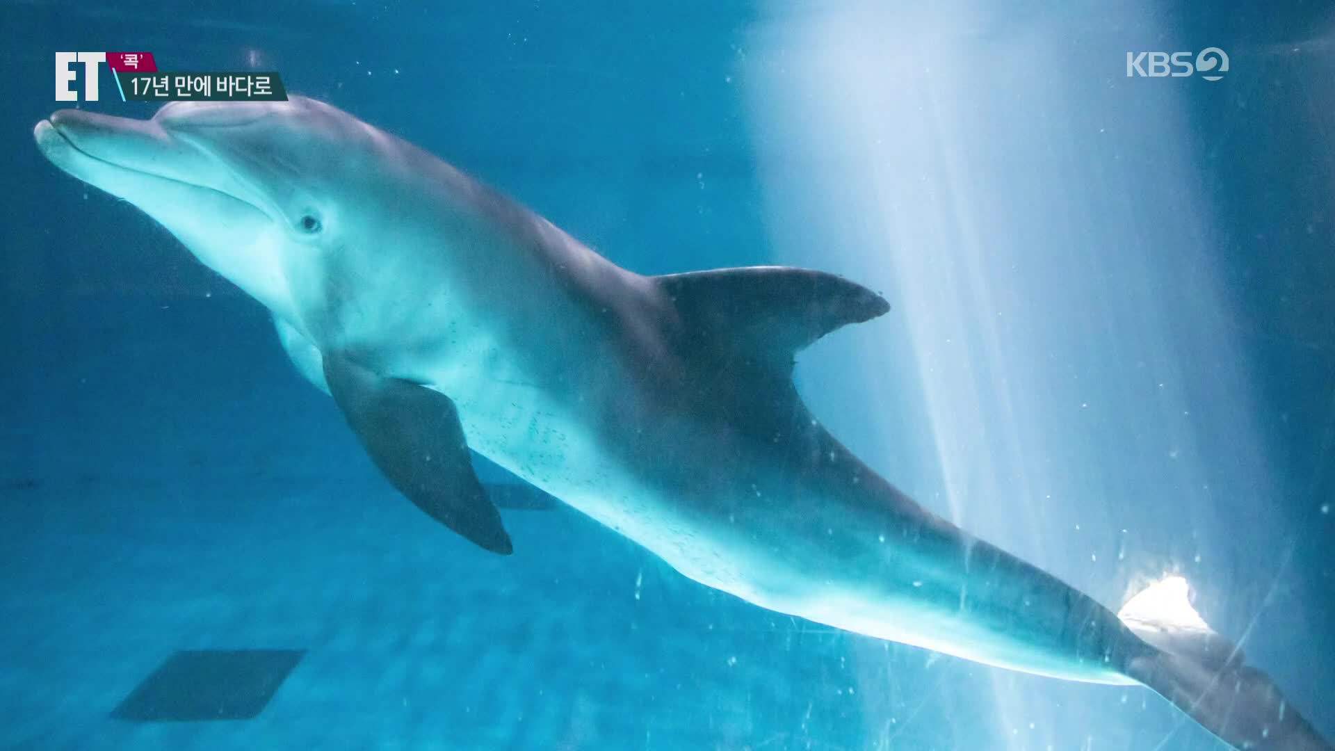[ET] 17년 쇼 생활 마감한 남방큰돌고래…“비봉아 잘가!”