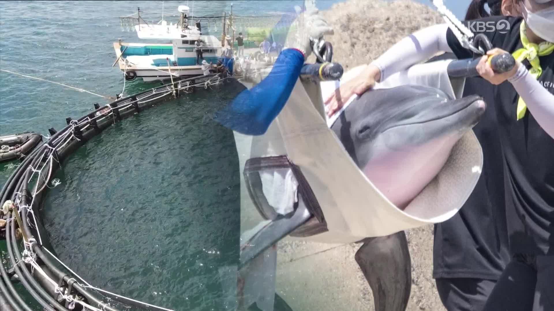 [ET] 마지막 남방큰돌고래 ‘비봉이’ 고향 돌아가다