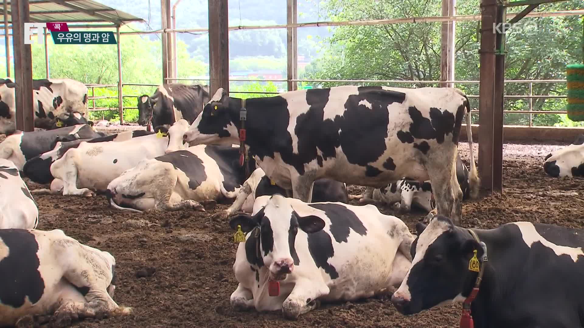 [ET] “폭염에 젖소 살려”…‘밀크플레이션’ 조짐 속 드러난 우유의 명과 암